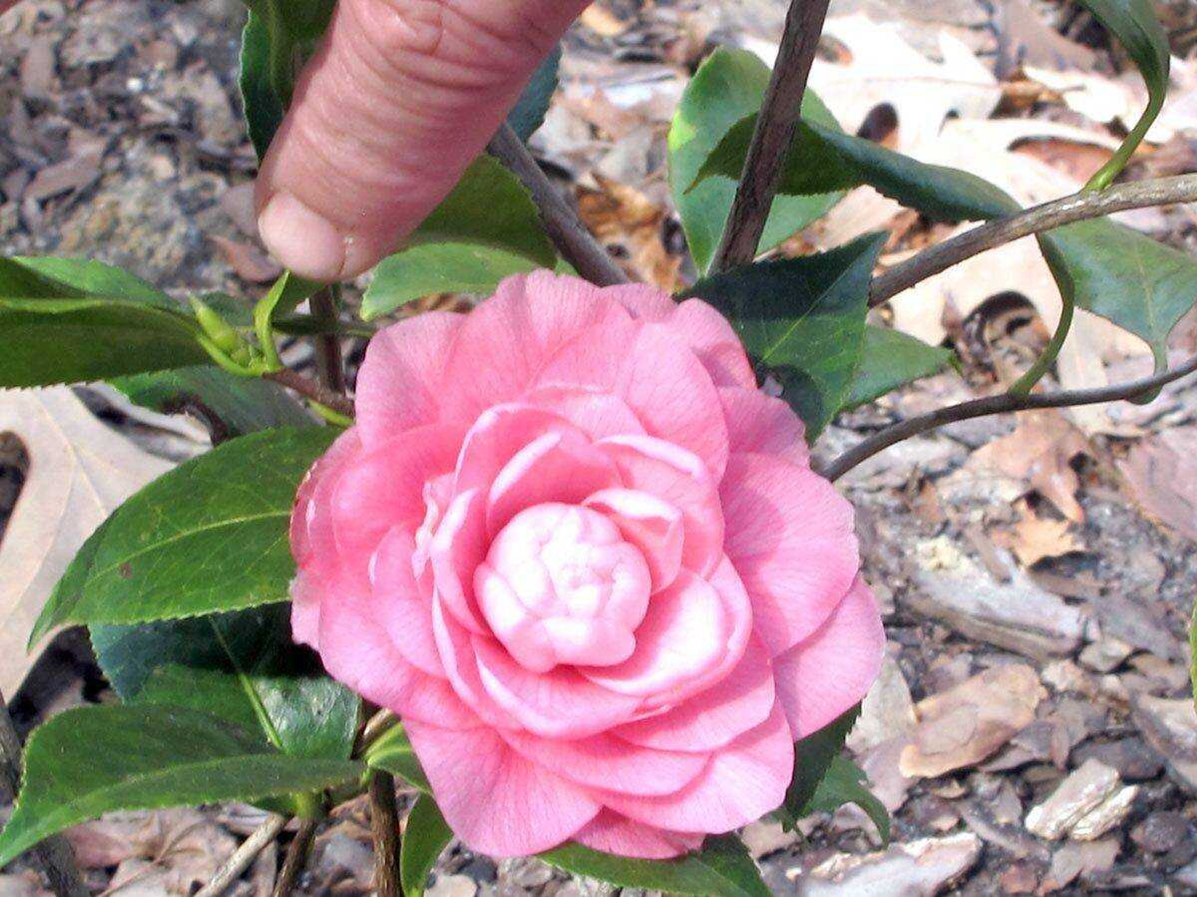 An unnamed camellia variety blooms Feb. 9 at Magnolia Plantation and Gardens outside Charleston, S.C.