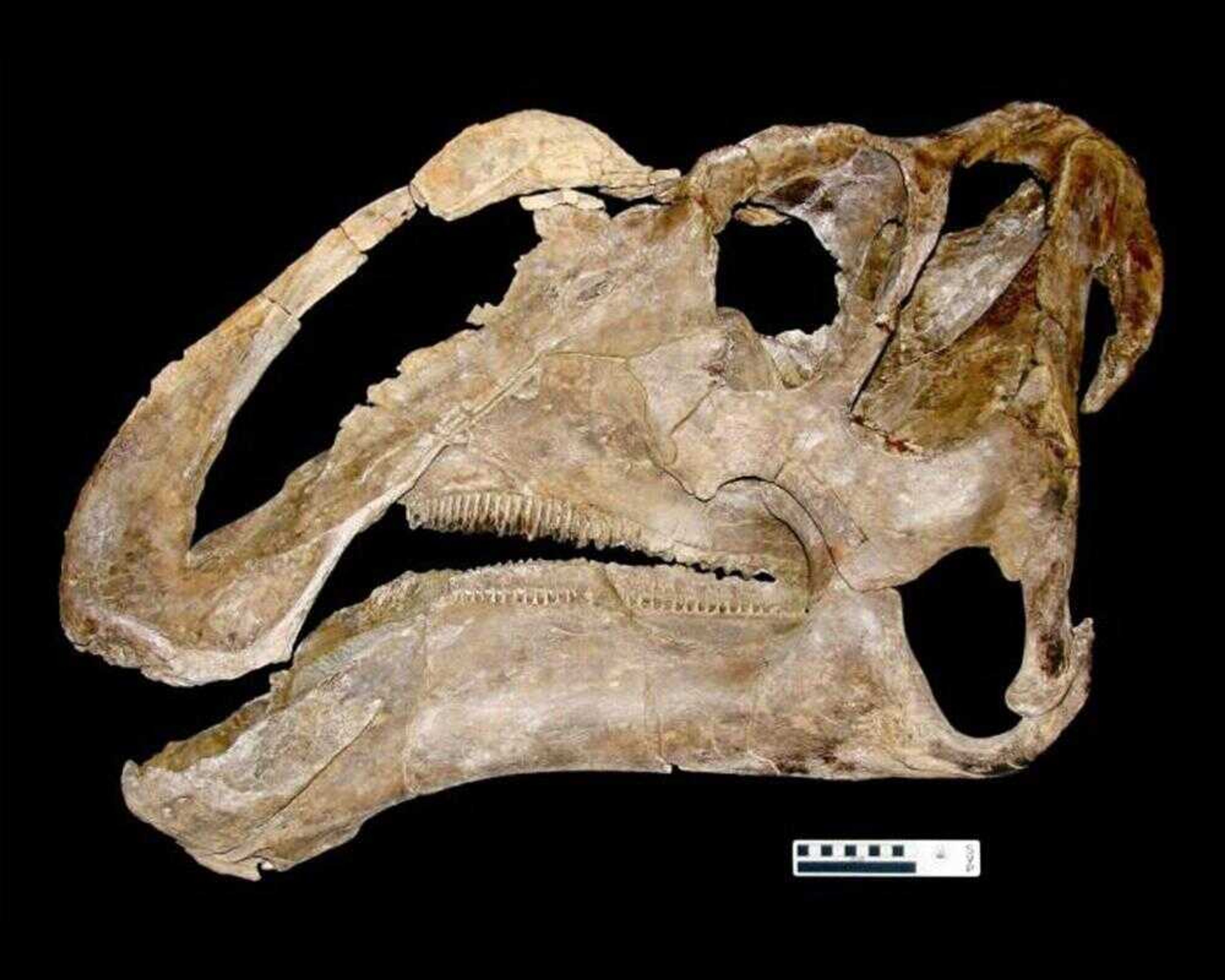 This photo made available Wednesday by Utah Museum of Natural History at the University of Utah showed a skull of the newest dinosaur species to emerge from Grand Staircase-Escalante National Monument in Utah, Gryposaurus monumentensis, or a duck-billed dinosaur, according to researchers. (Utah Museum of Natural History)