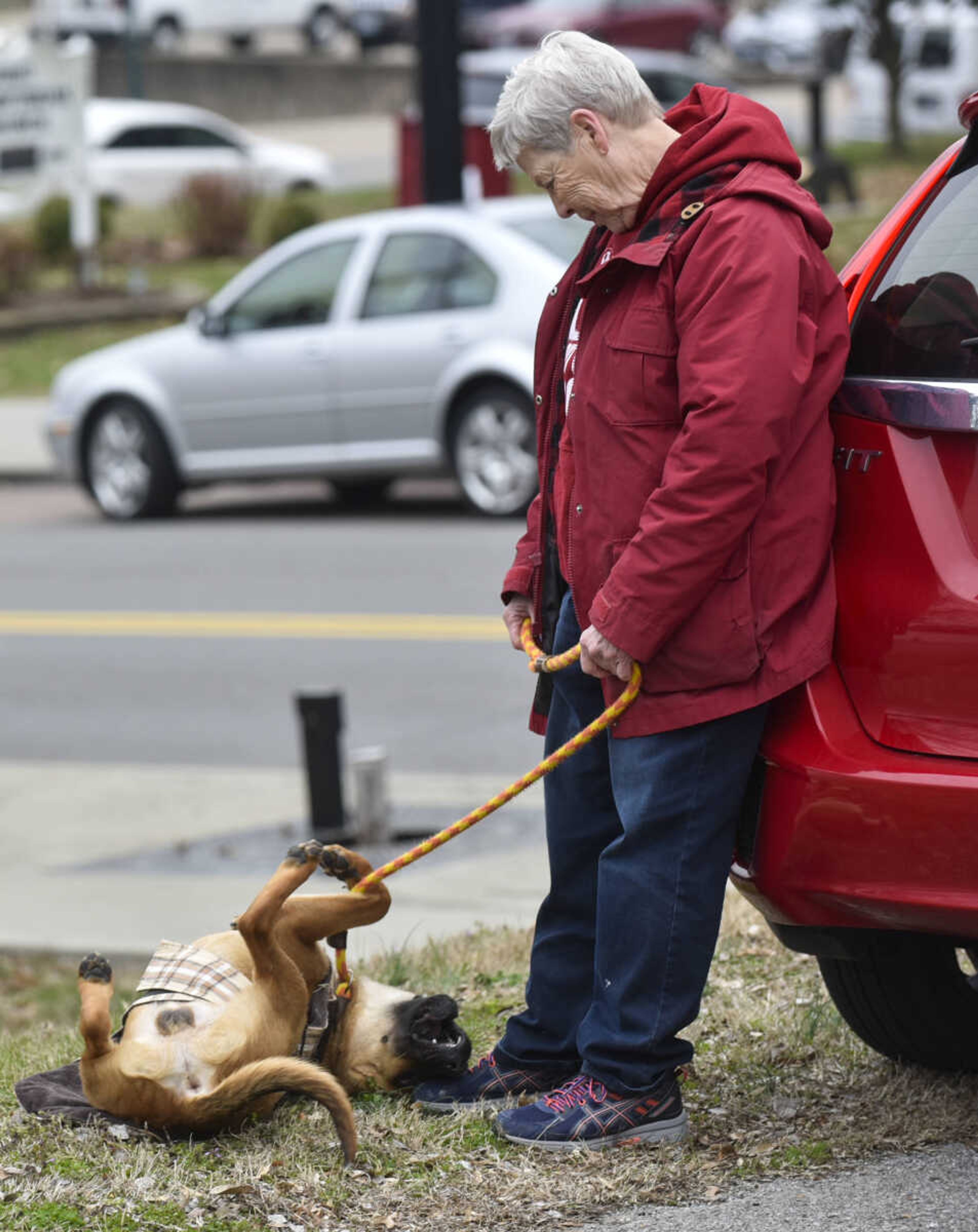 A dog rolls in the grass after walking in the 2nd annual Mardi Paws Parade of Pets on Sunday, March 18, 2018, in Cape Girardeau.