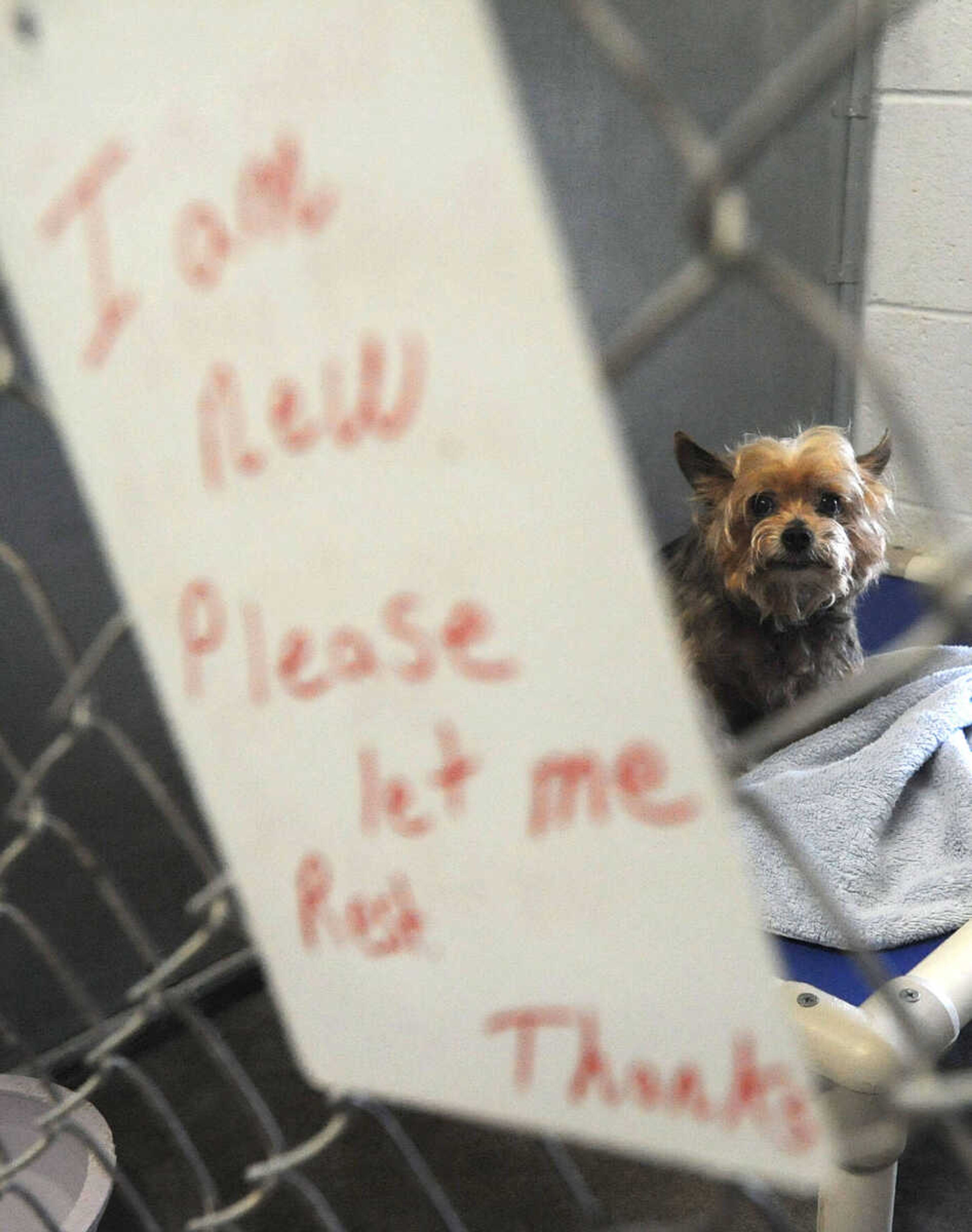 LAURA SIMON ~ lsimon@semissourian.com
Just one of many animals up for adoption Tuesday, May 8, 2012 at the Humane Society of Southeast Missouri.