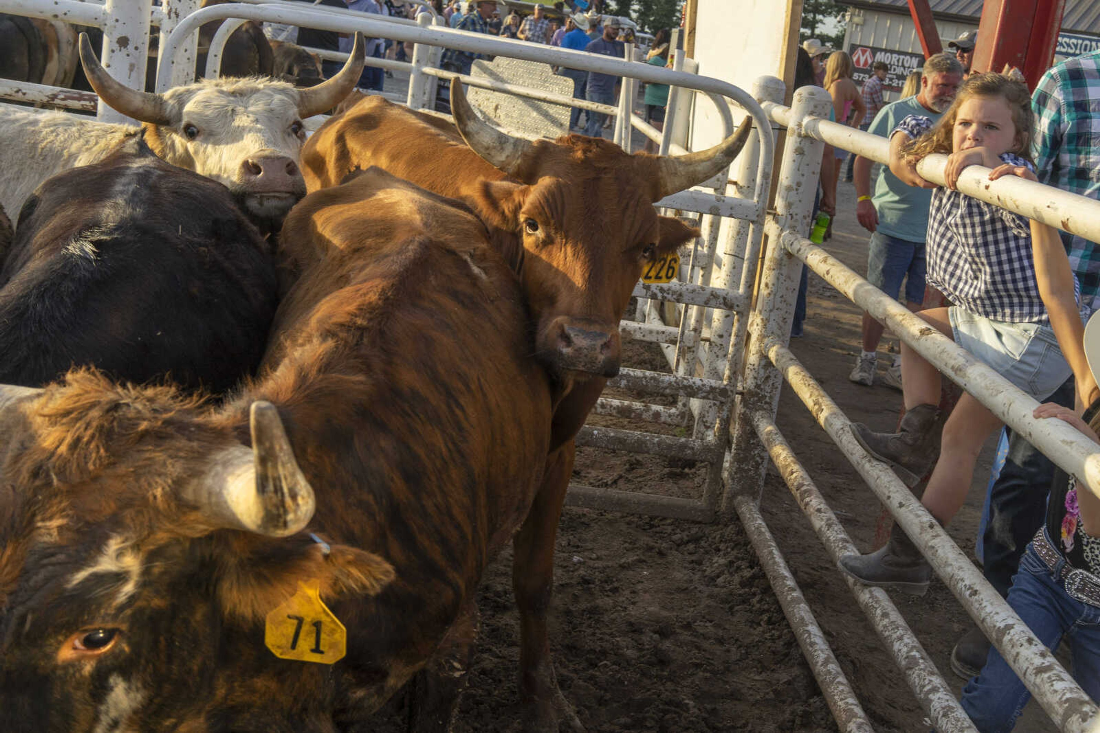 Harper Whetstone, 5, scrambles off the pen as livestock jostle during the last night of the Sikeston Jaycee Bootheel Rodeo Saturday, Aug. 14, 2021,&nbsp;in Sikeston, Missouri.