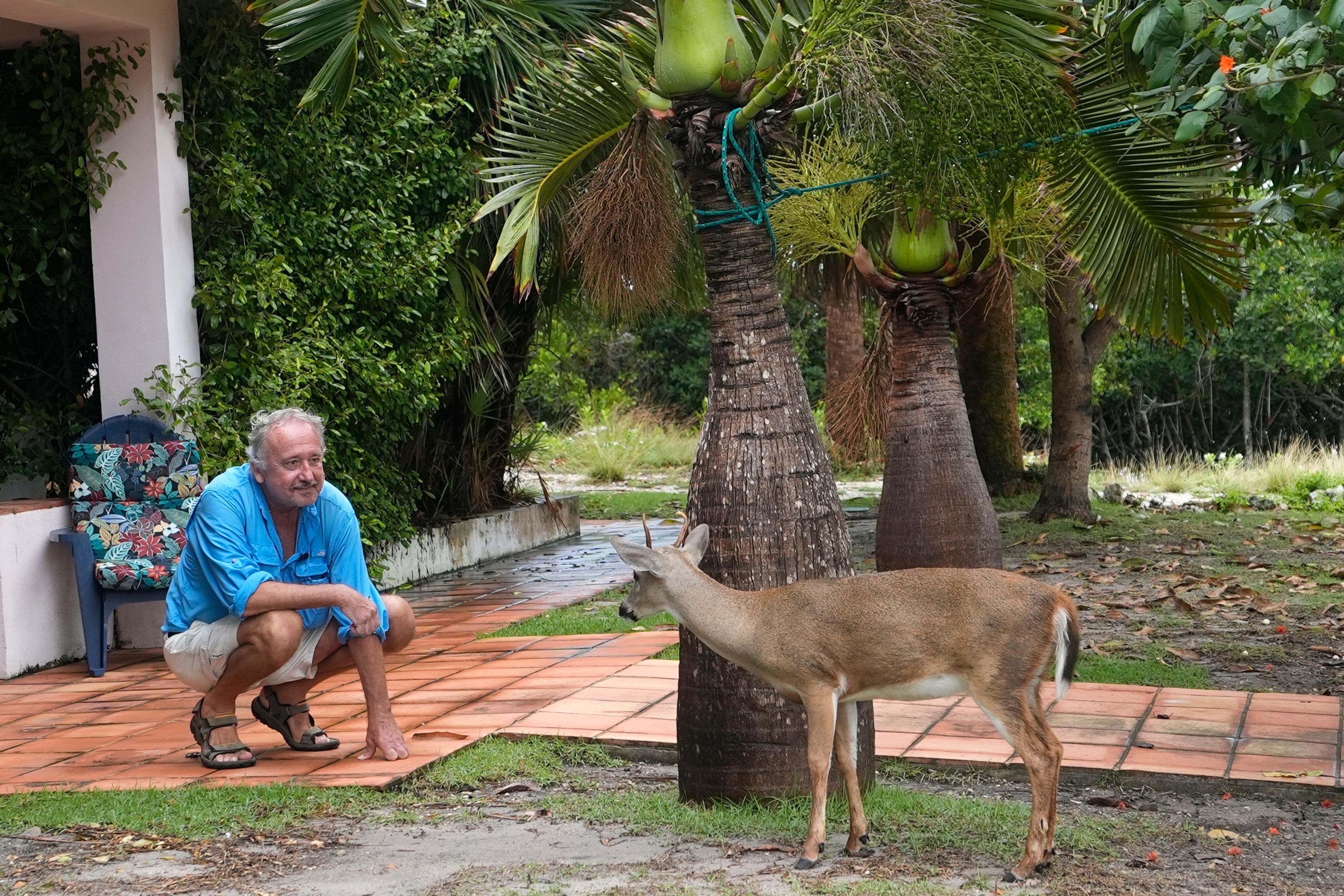 Jan Svejkovsky, chief scientist for Save Our Key Deer, watches a Key Deer, the smallest subspecies of the white-tailed deer that have thrived in the piney and marshy wetlands of the Florida Keys, in front of his home, Wednesday, Oct. 16, 2024, in Big Pine Key, Fla. (AP Photo/Lynne Sladky)