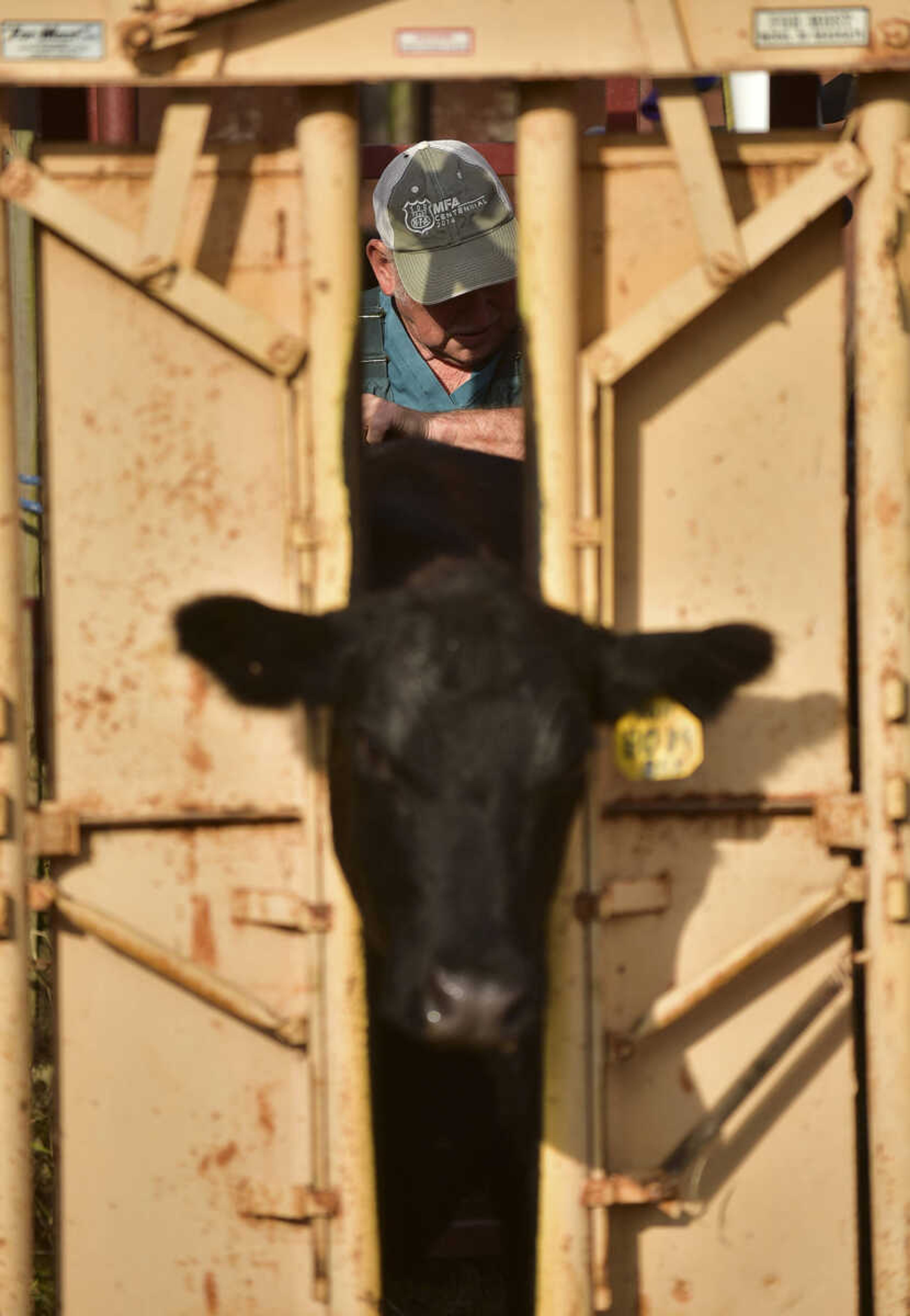 ANDREW J. WHITAKER ~ awhitaker@semissourian.com
Dr. Walter Branscum DVM, 68, takes a blood sample to test for Brucellosis a bacterial infection that can be spread from animas to humans Wednesday, Nov. 2, 2016 at Butch's Angus farm in Jackson. Dr. Branscum a Veterinary physician in Jackson cares for smaller animals along with larger animals like cattle and horses.