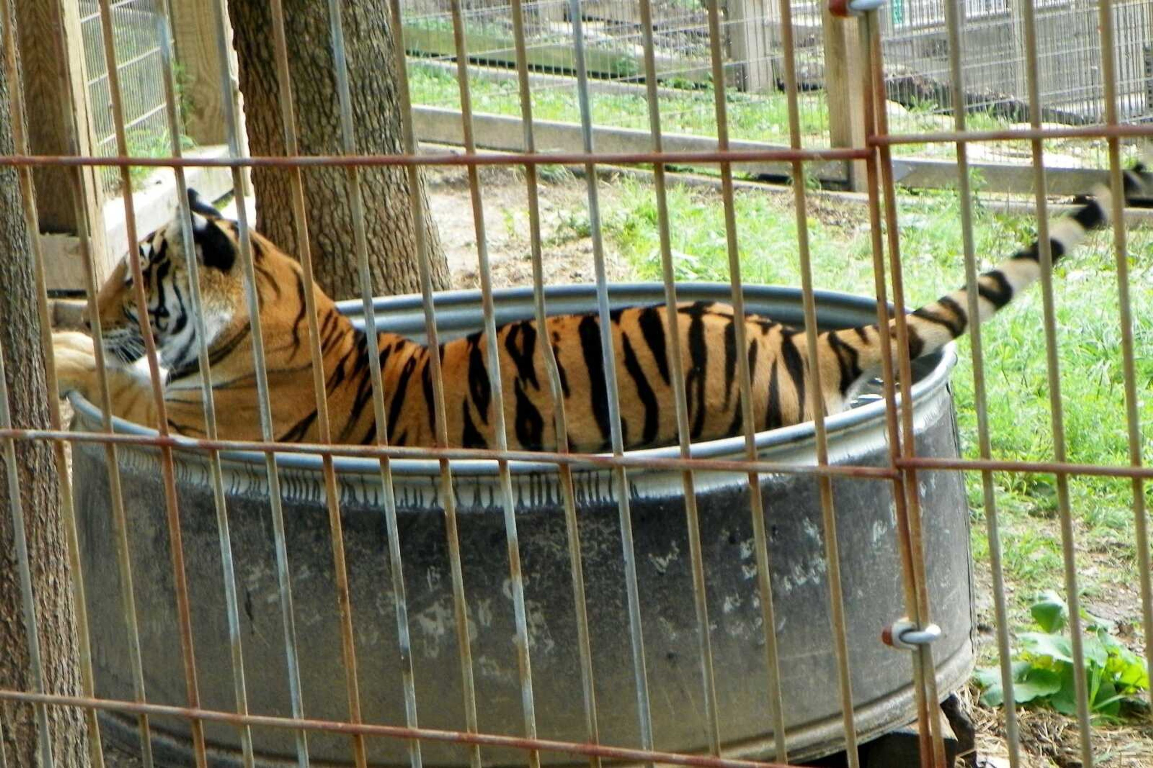 Tiger in the tank