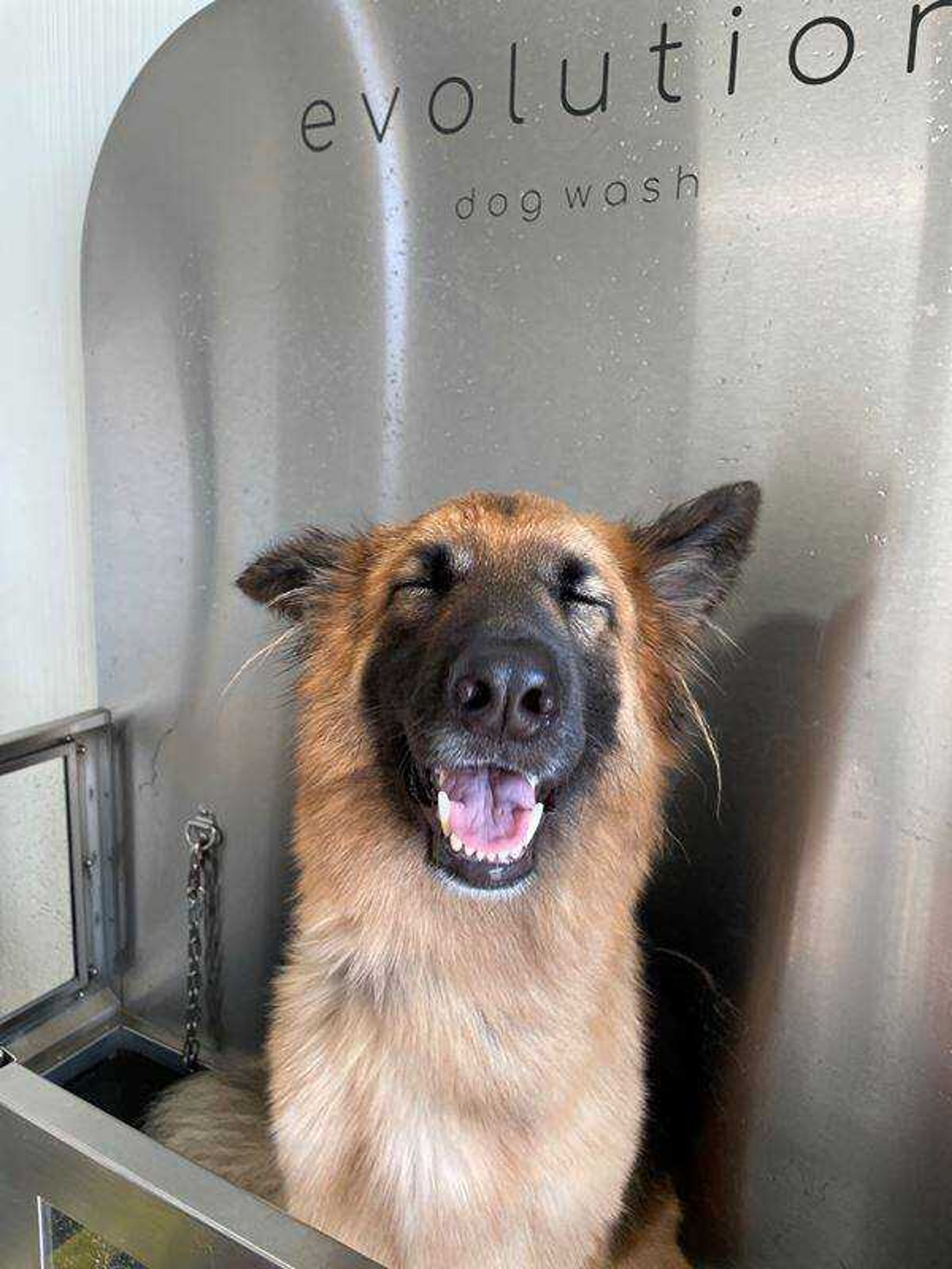 Bath Day = Best Day - Gracie loves her bath days, and this day was no exception. We had an especially good time during the blow dryer! She will always be our goofy girl.