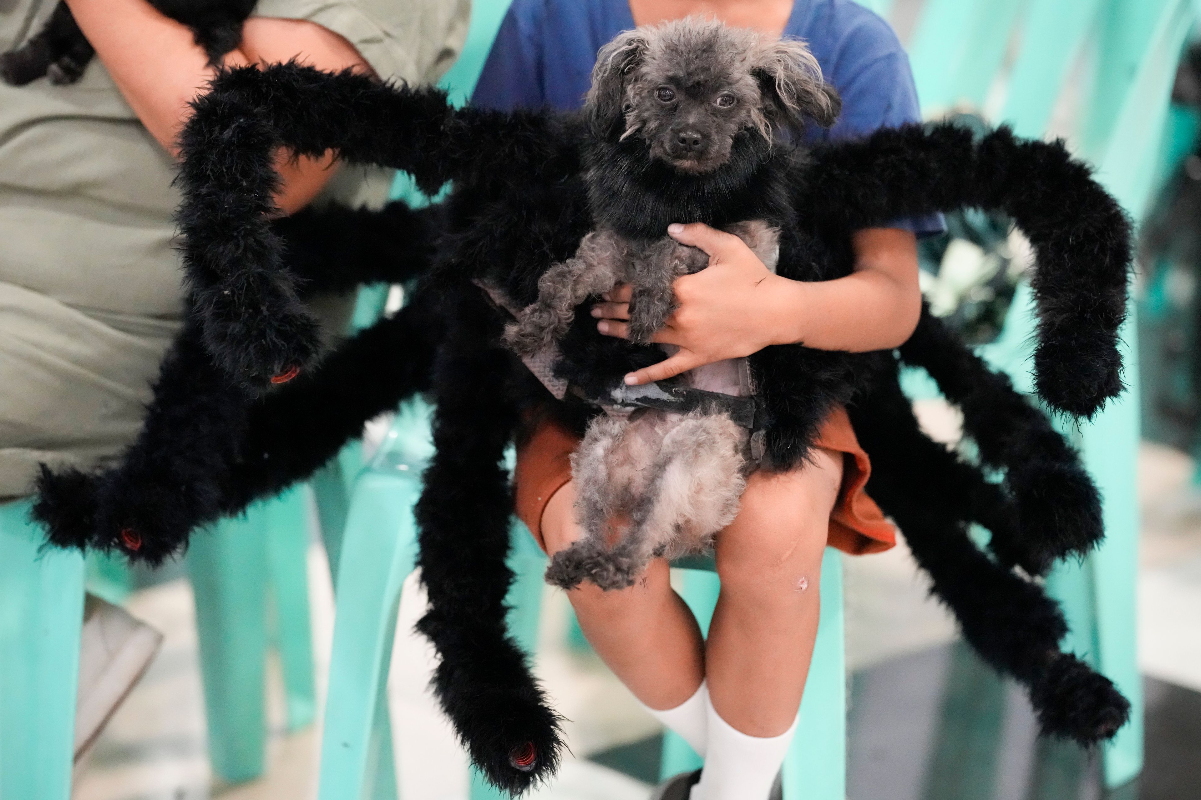 Harry, a 6-year-old poodle, wears a spider costume during a Halloween pet party at a mall in Valenzuela city, Philippines on Saturday, Oct. 19, 2024. (AP Photo/Aaron Favila)