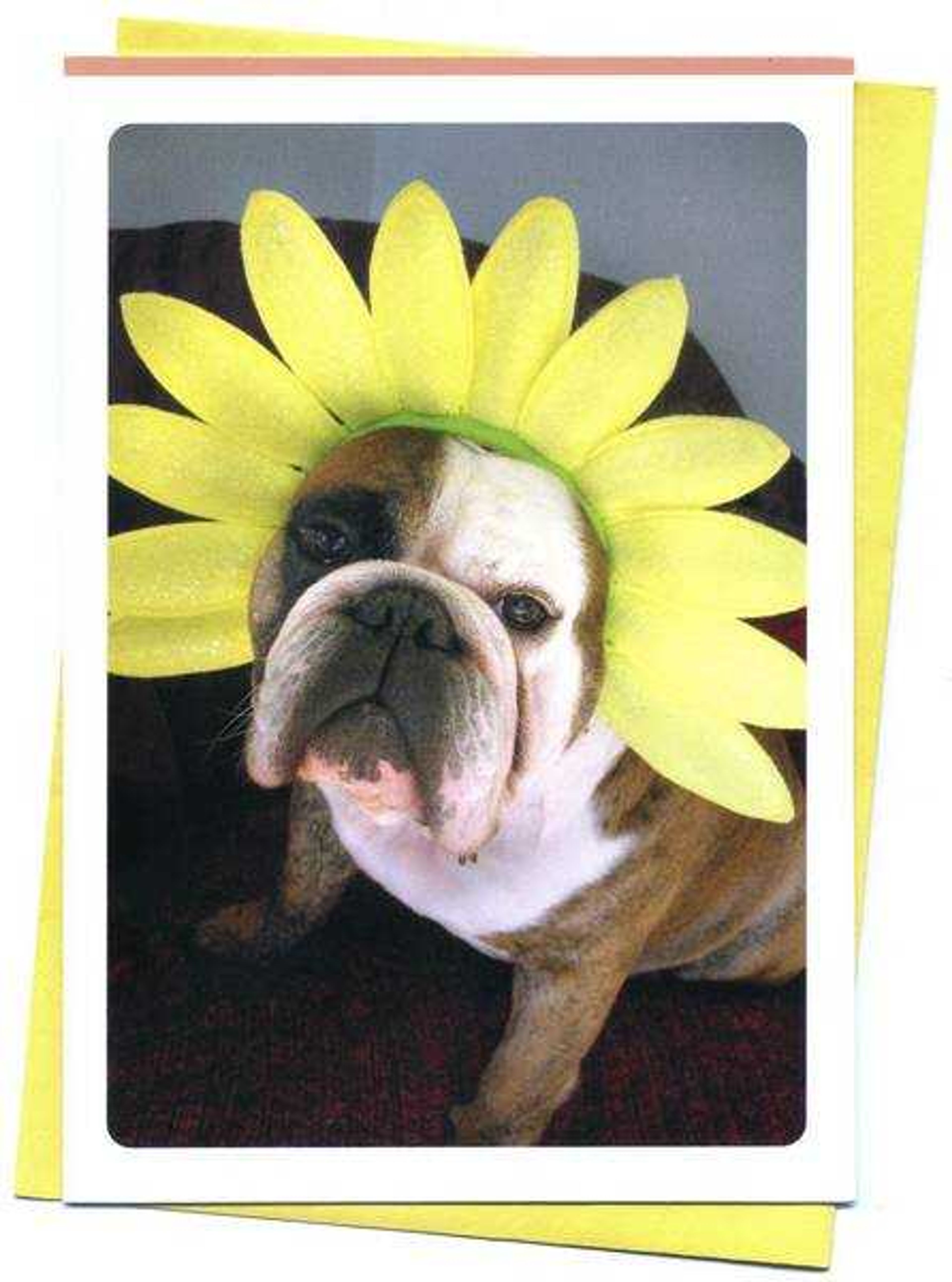 Hello, Sunshine: Cape Girardeau native's dog featured on Hallmark card