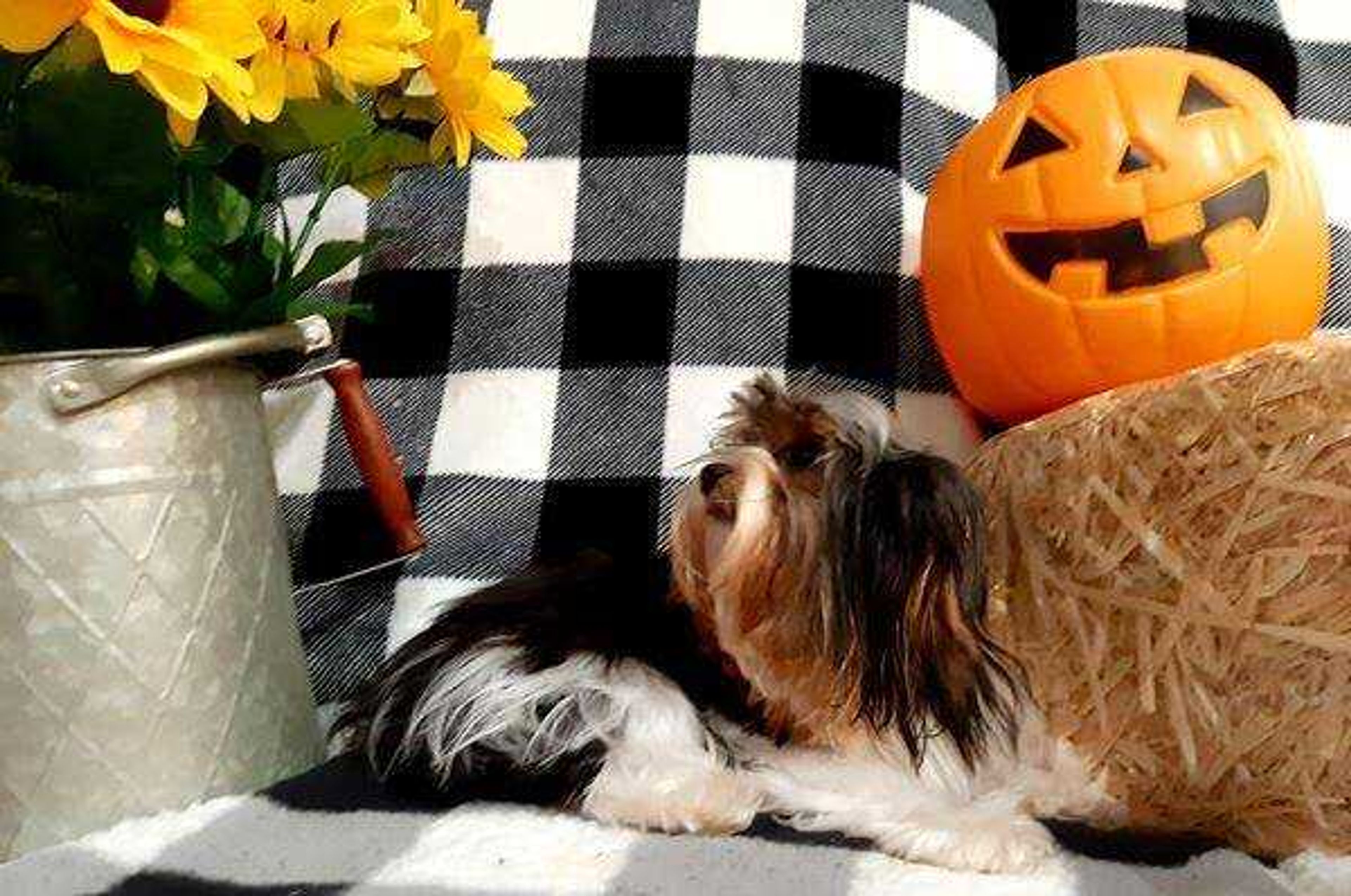 Always take time to smell the flowers, unless they might eat you. -&nbsp;Isabella is a Parti Yorkshire Terrier that clearly has trust issues!