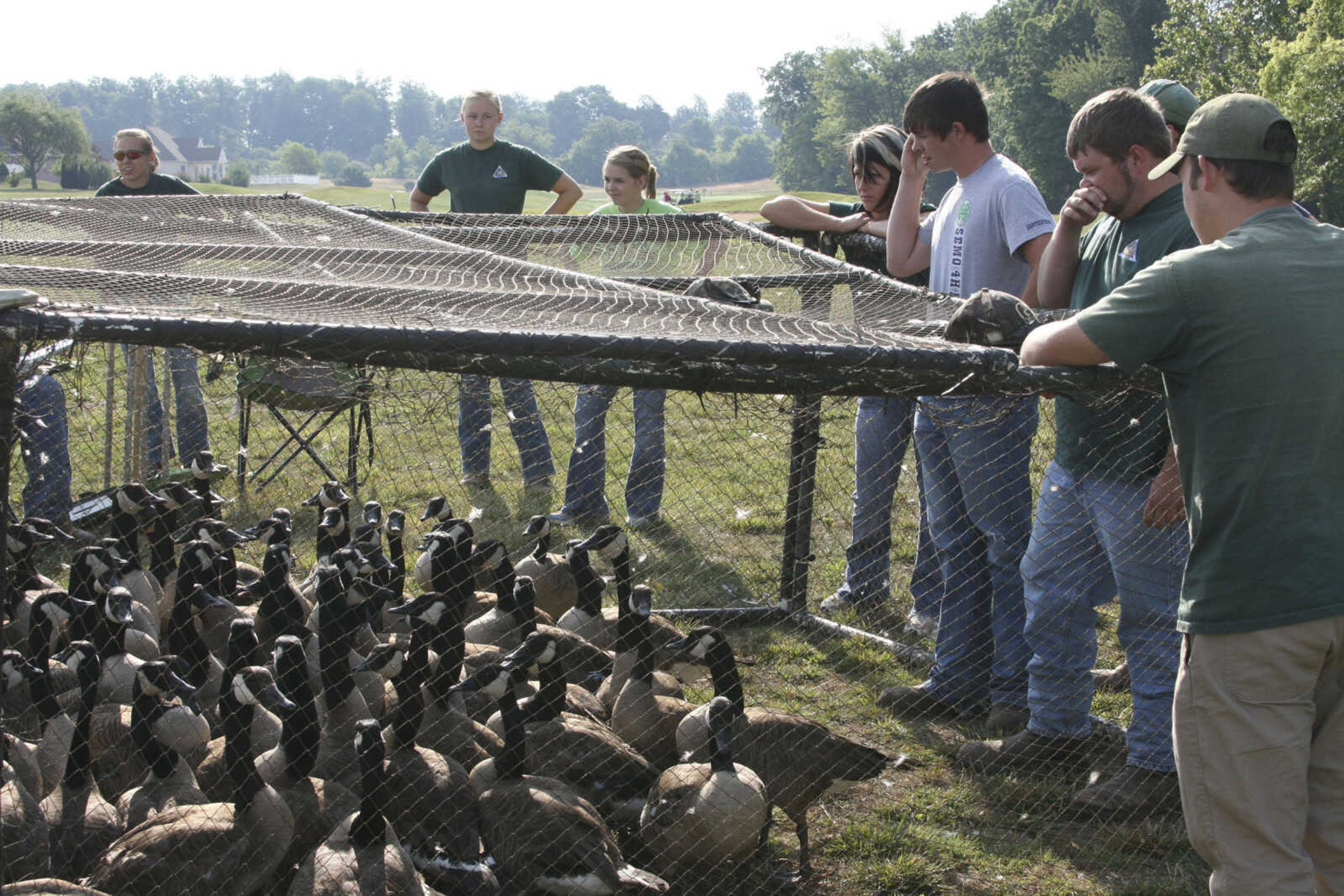 Onlookers view Canada geese in a temporary holding pen on Thursday. (Missouri Department of Conservation photo by AJ Hendershott)