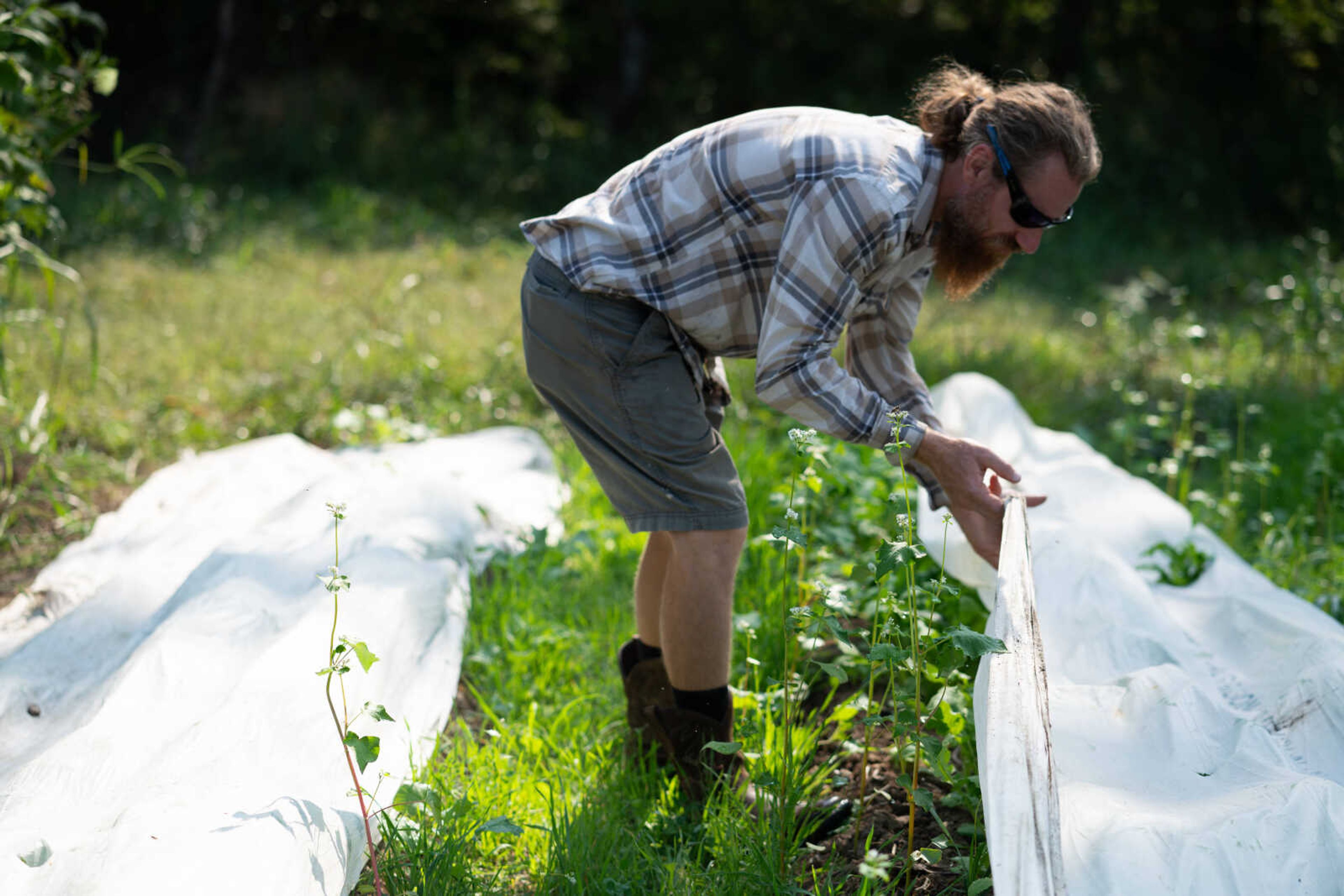 Farm manager Jake Smith pulls back fabric from a bed of turnips at South Side Farms. 