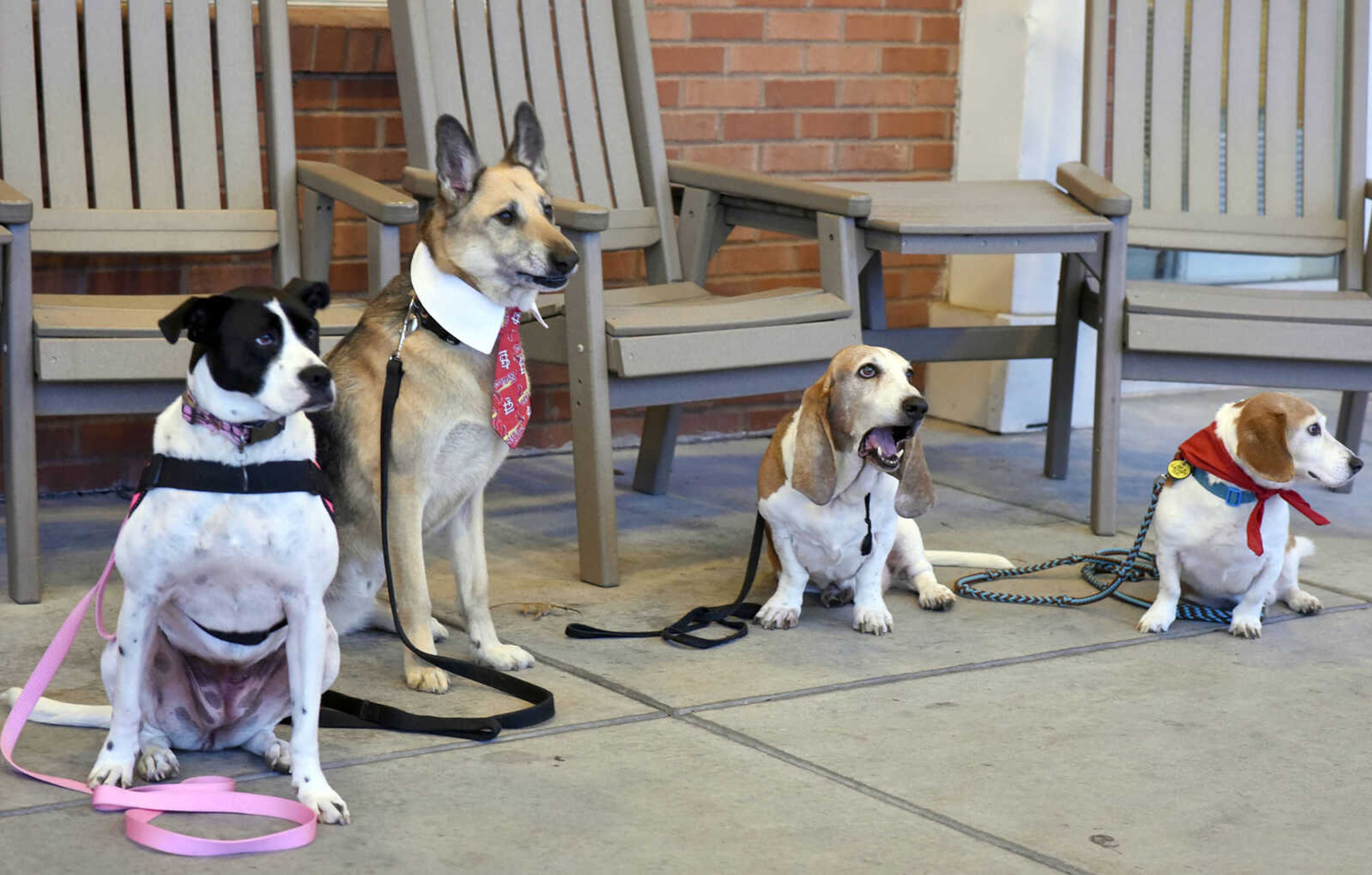 Pet Pals dogs from left, Lovey, Max, Abner and Mogi sit outside the Missouri Veteran's Home on Tuesday, Feb. 21, 2017, in Cape Girardeau.