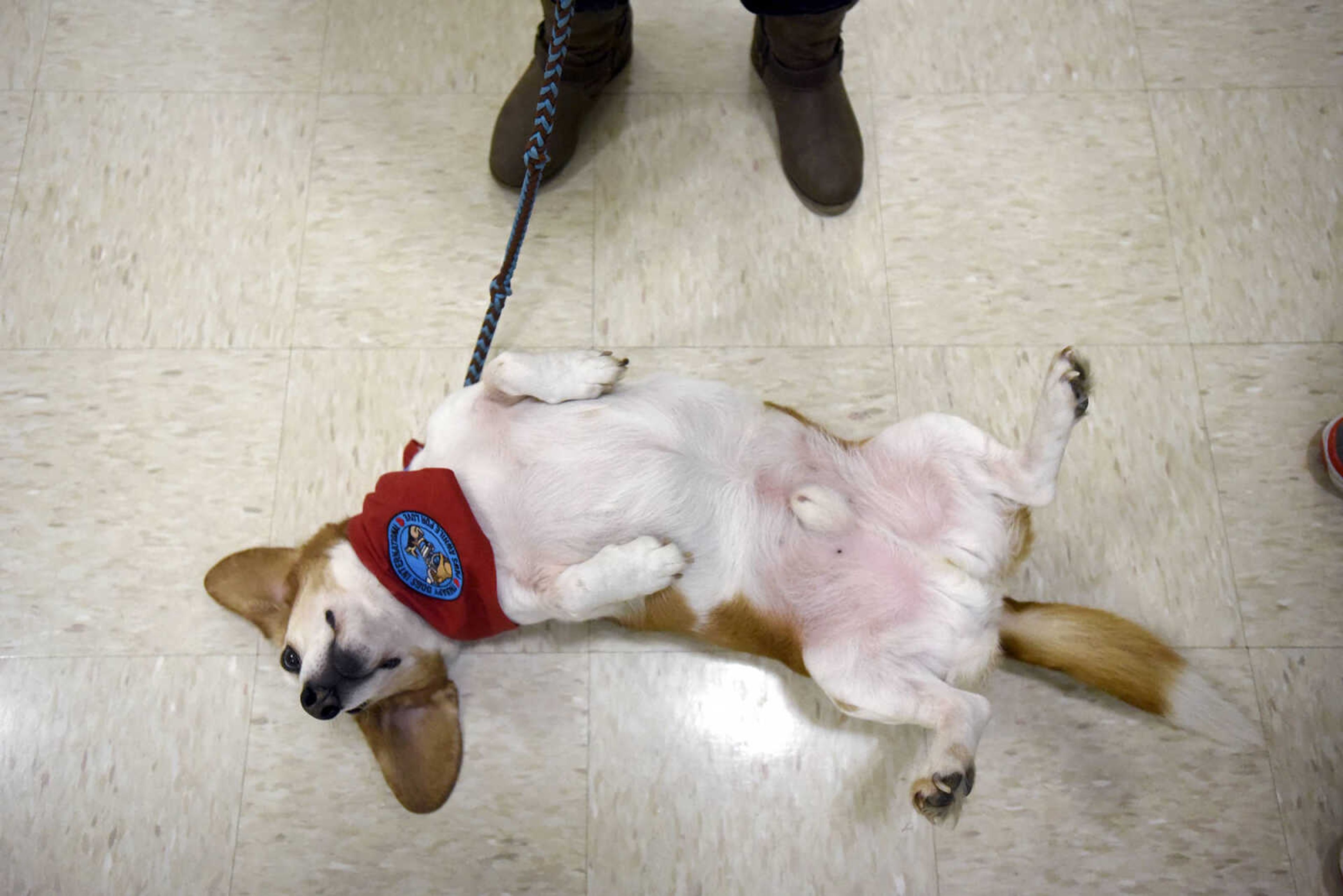 Mogi waits for a belly rub on Tuesday, Feb. 21, 2017, during the Pet Pals stop at the Missouri Veteran's Home in Cape Girardeau.