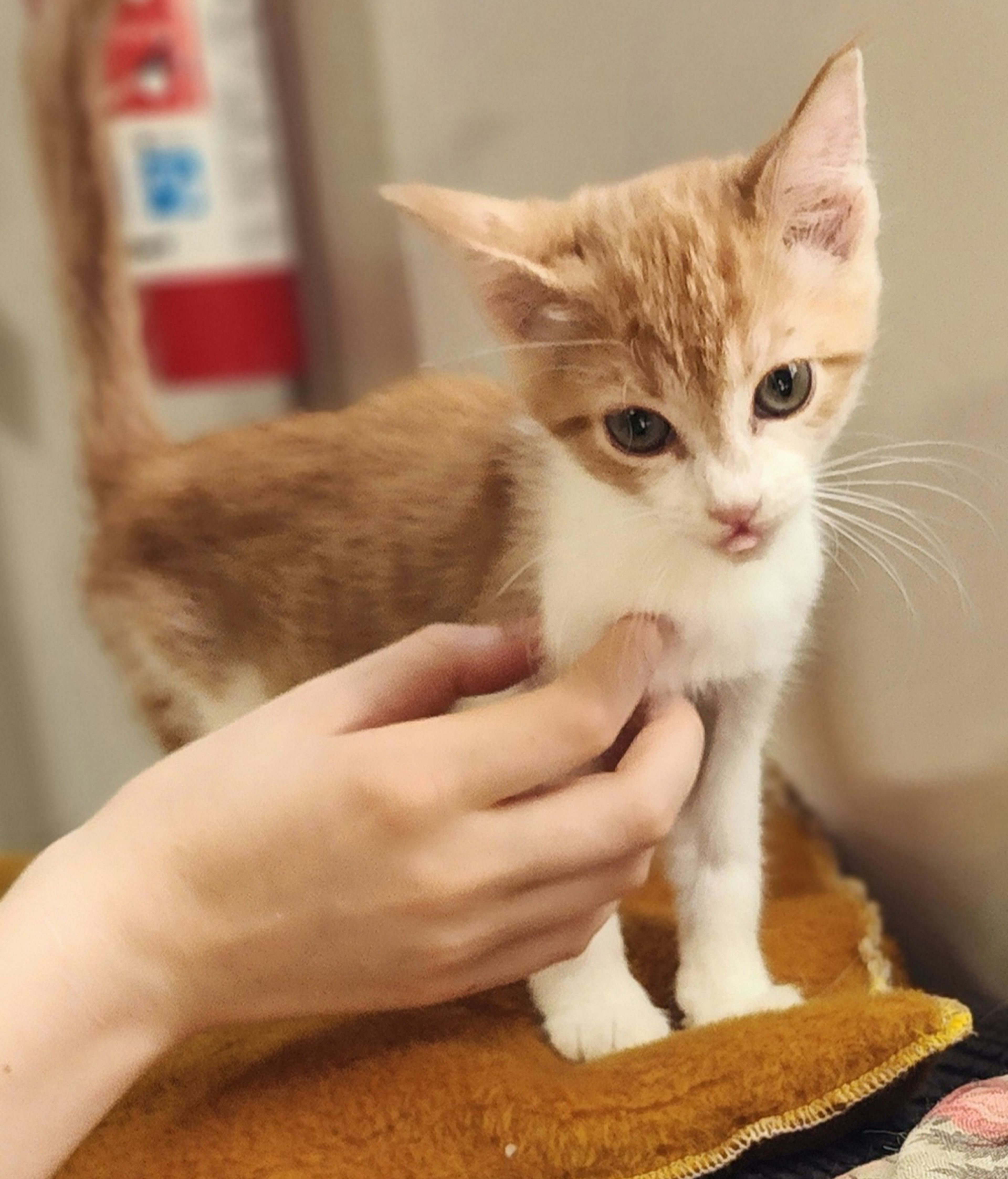 Clementine is about 10 weeks old and absolutely loves adult cats and people. she was a bottle baby and grew up with adults.  If you have room in your heart and home for Clementine or any other pet, visit us at 359 Cree Lane near Jackson any weekday or weekend from 8 a.m. to noon. Visitors are always welcome to play with our pets.