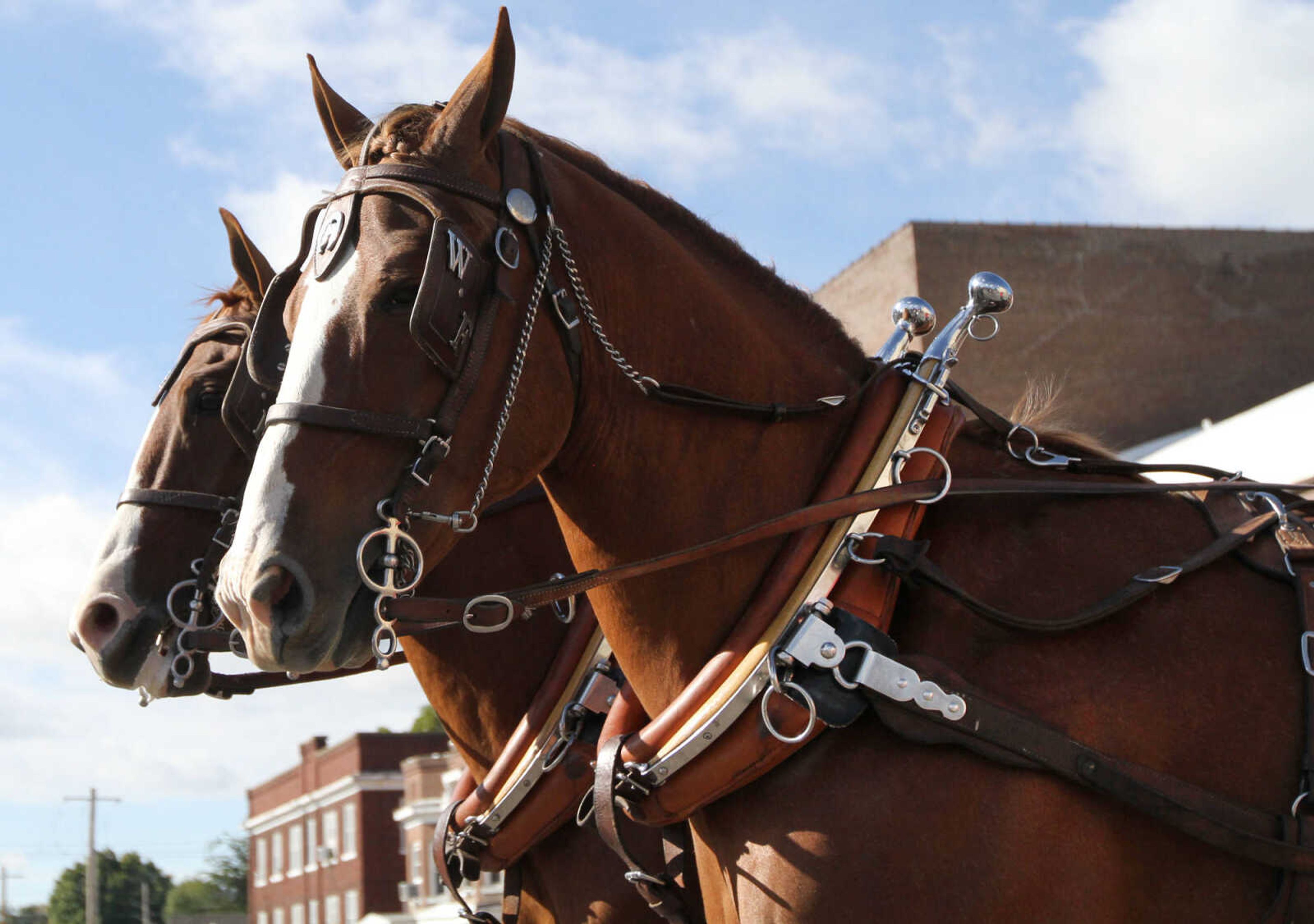 GLENN LANDBERG ~ glandberg@semissourian.com

The Southeast Missouri State University homecoming parade moves down Broadway St. in Cape Girardeau Saturday Morning, Oct. 4, 2014.