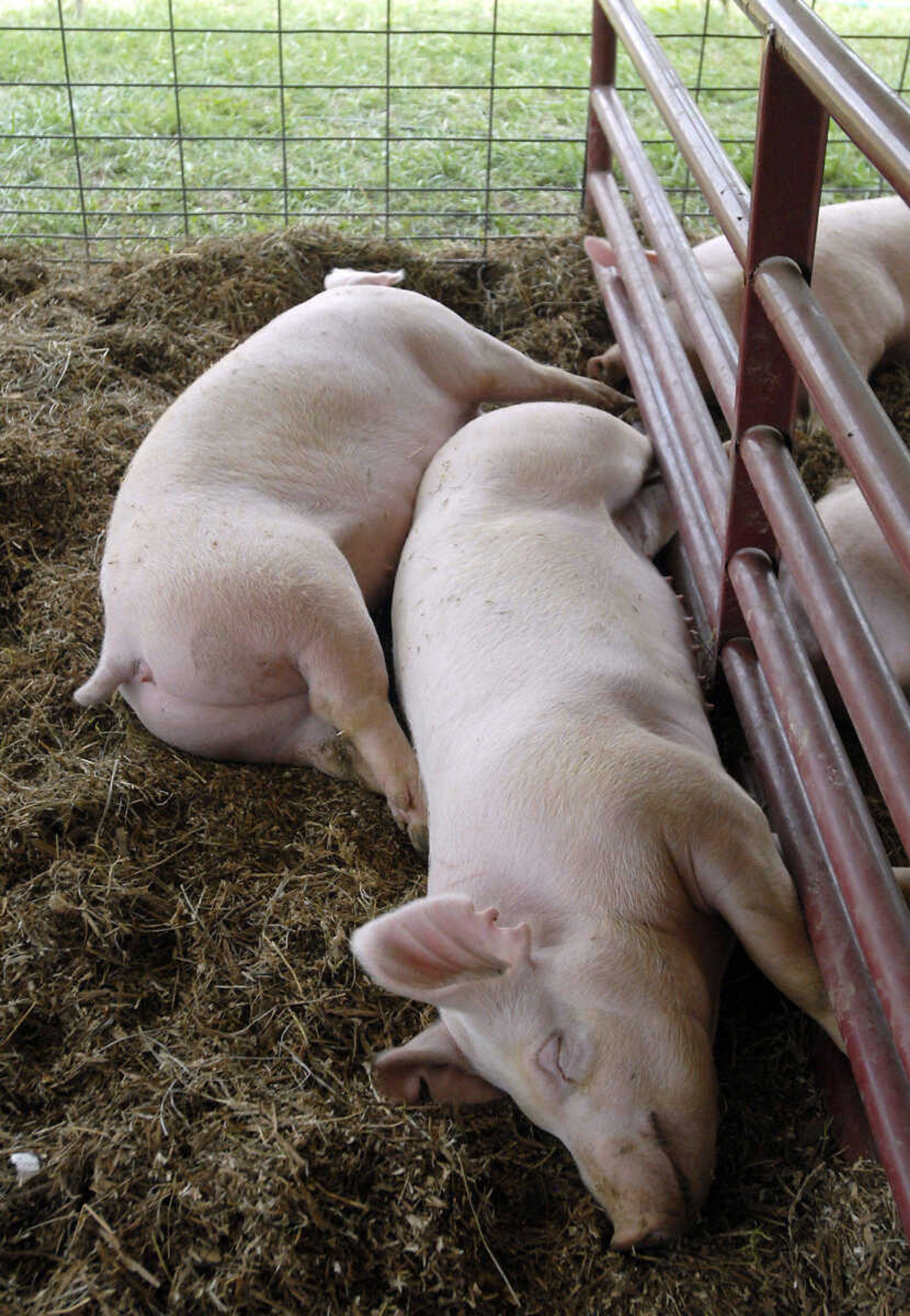 KRISTIN EBERTS ~ keberts@semissourian.com

Pigs sleep in their pins during the 155th SEMO District Fair on Wednesday, Sept. 15, 2010, at Arena Park in Cape Girardeau.