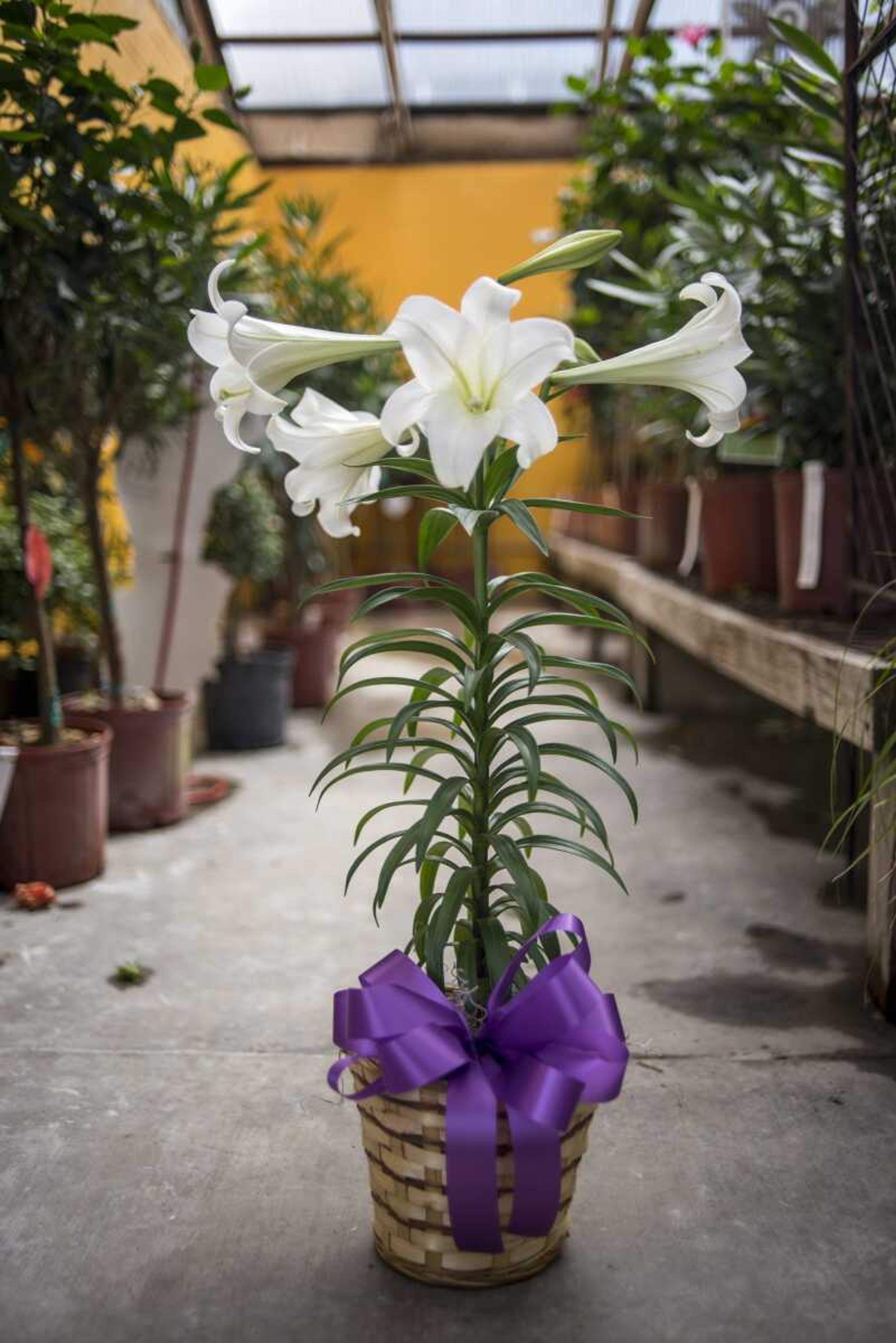 An Easter Lily is seen Wednesday at Sunny Hill Florist in Cape Girardeau .