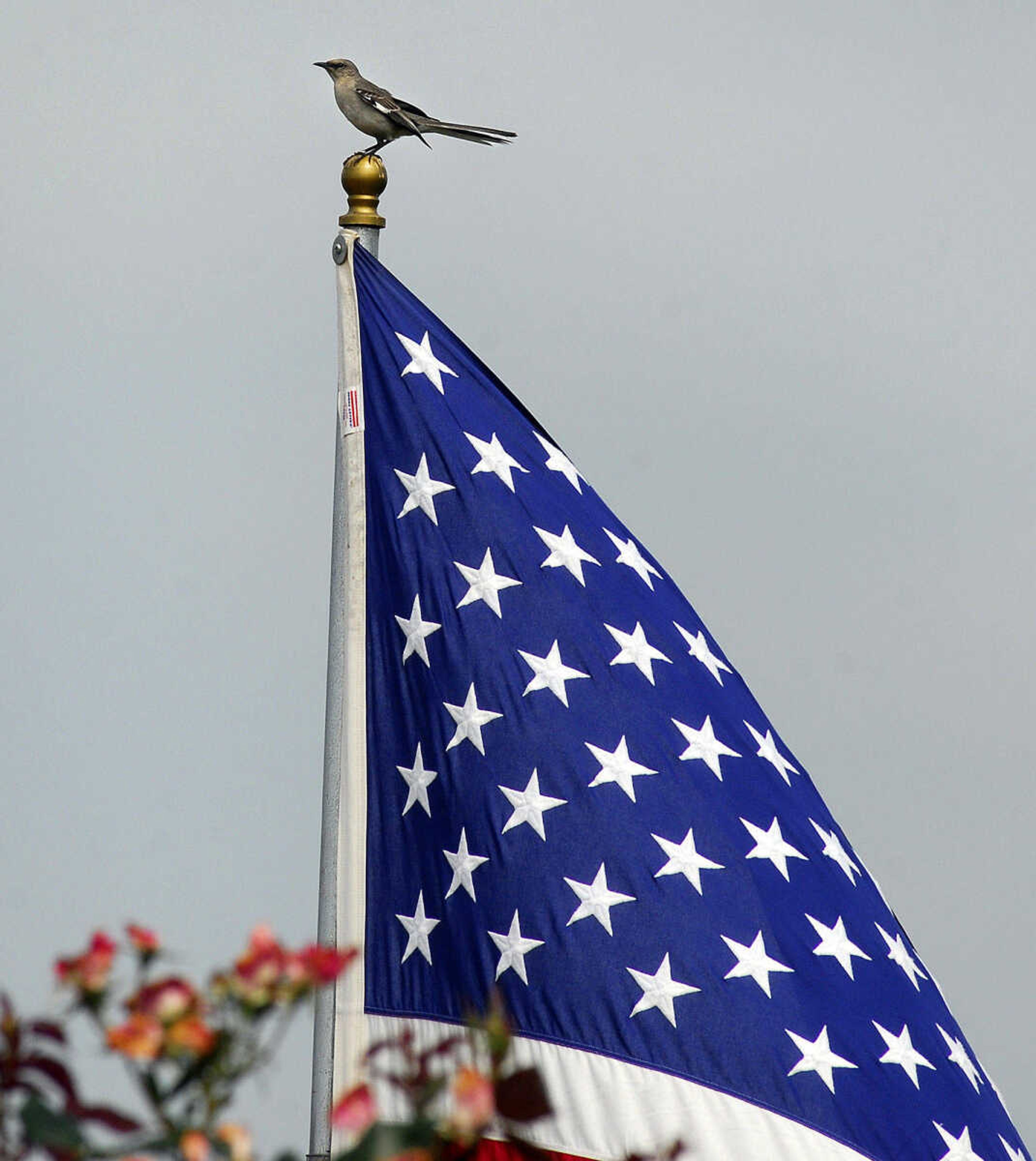 LAURA SIMON~lsimon@semissourian.com
This little bird may not be a bald eagle, but he looks proud to be sitting above the American flag Monday, May 31, 2010.