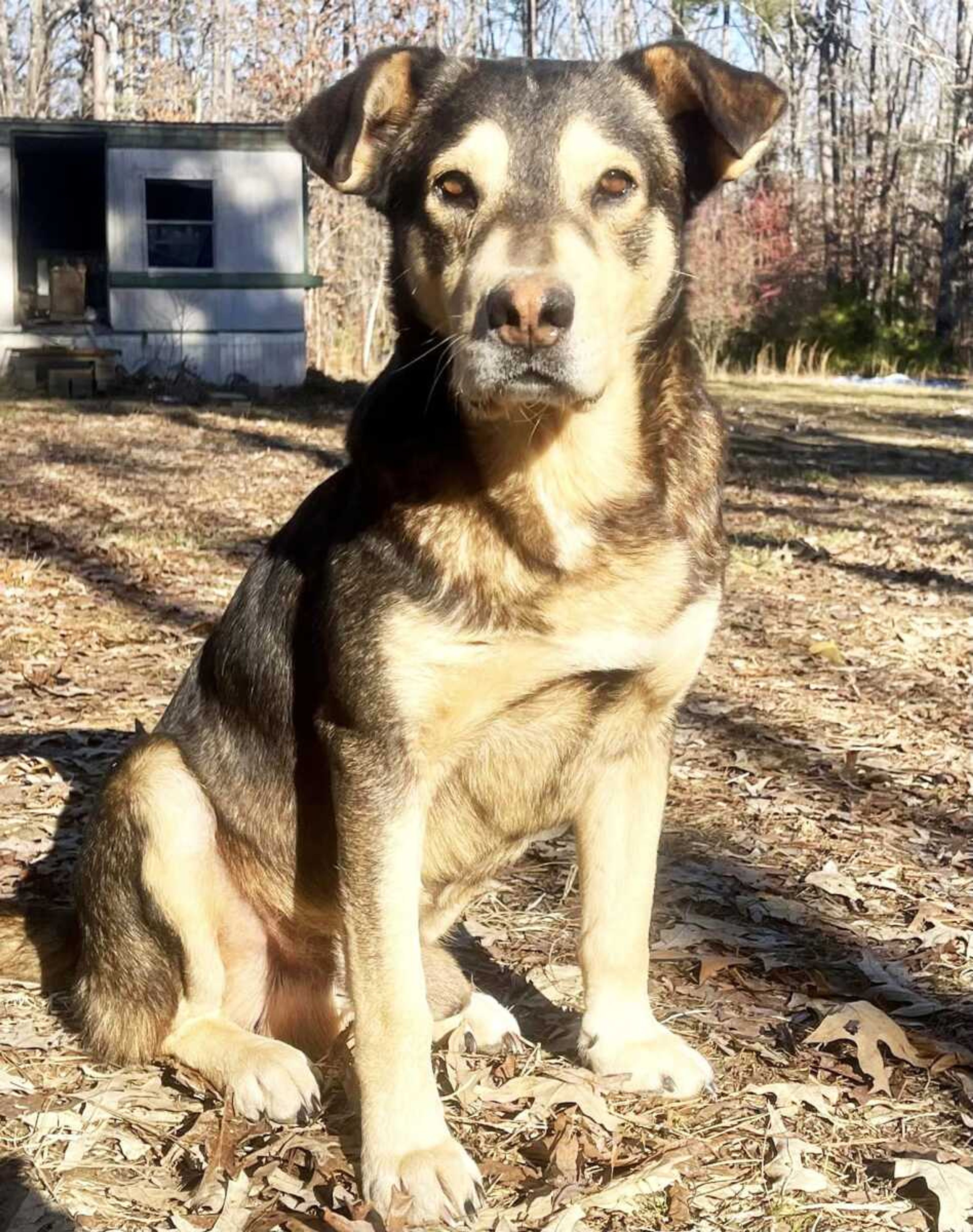 A woman who sold her property in southwest Bollinger County left this former stray behind. She had cared for him about a year. He is 3 to 5 years old and 50 pounds. He needs a home. Marilyn Neville, director of Bollinger County Stray Project, described him as a 'gem of a dog' who likely would be great with kids. Call Neville at (573) 321-0050.