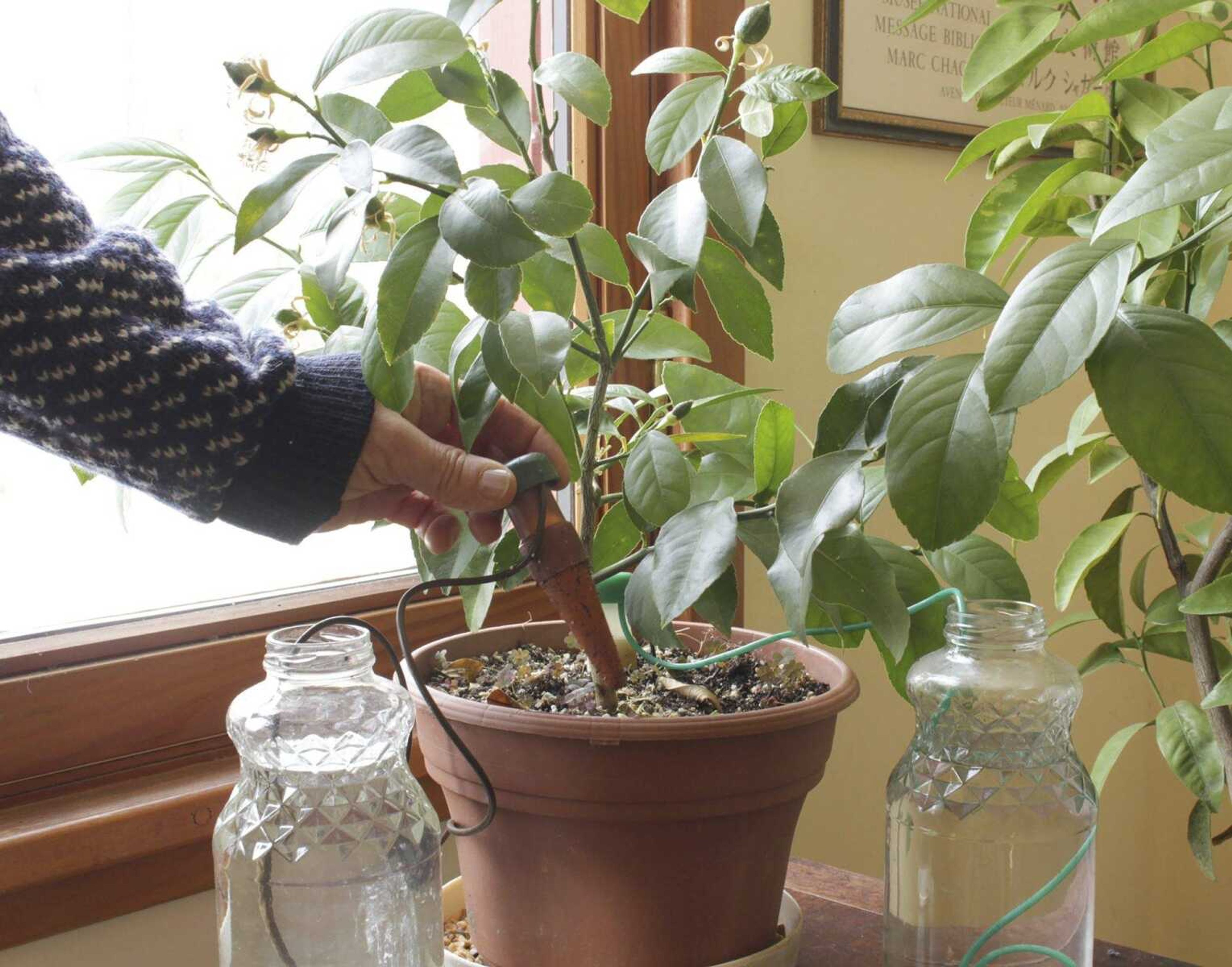 This undated photo shows a lemon tree in New Paltz, N.Y. The plant will be able to go a long time without water because of the  watering cone  being pushed into the soil; the cone draws water from the neighboring jar as the potting soil dries out. (Lee Reich via AP)