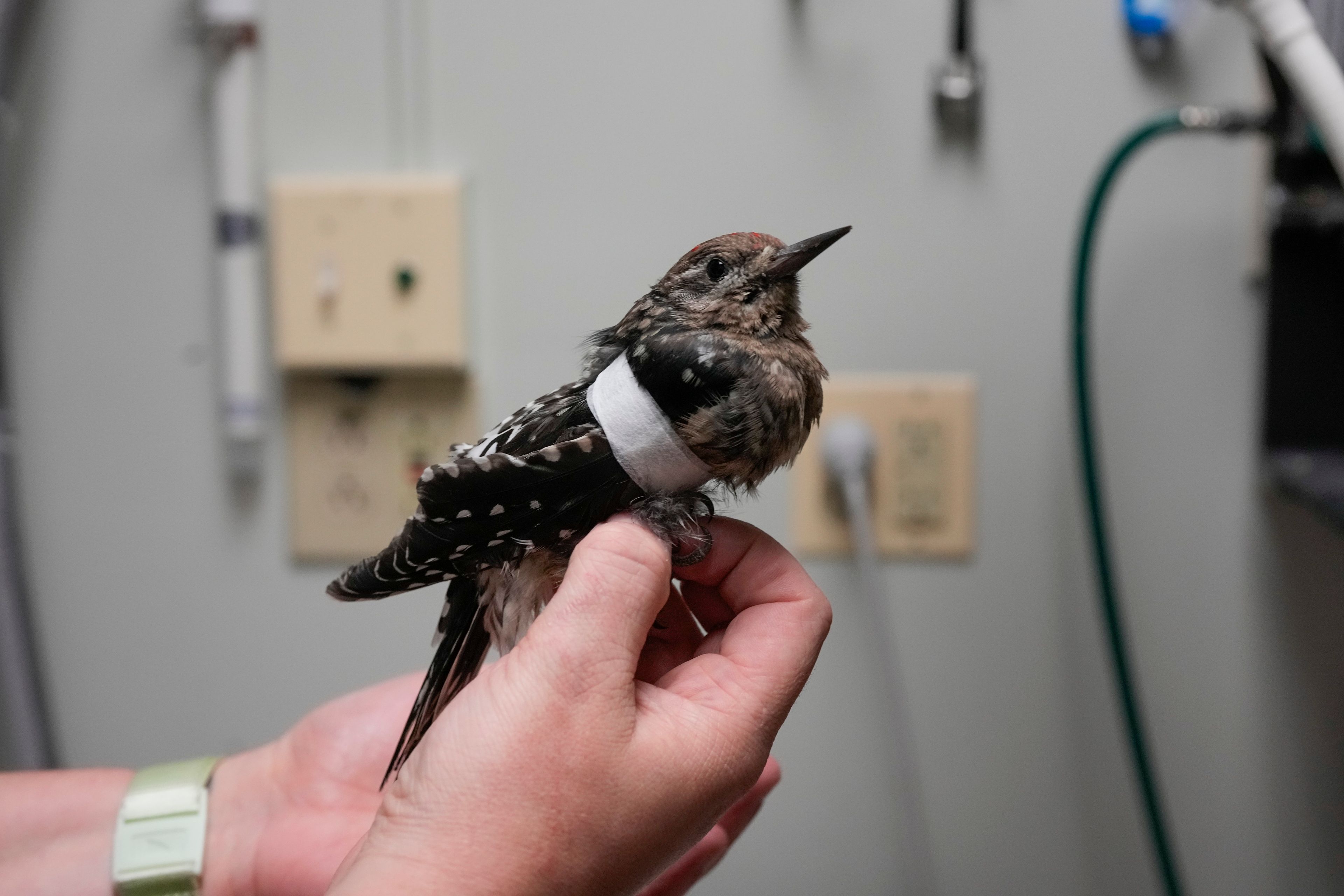 Staff veterinarian Darcy Stephenson holds a yellow-bellied sapsucker, a kind of migrating woodpecker, after taping its wing to help heal a fractured ulna at the DuPage Wildlife Conservation Center, Friday, Oct. 4, 2024, in Glen Ellyn, Ill. (AP Photo/Erin Hooley)