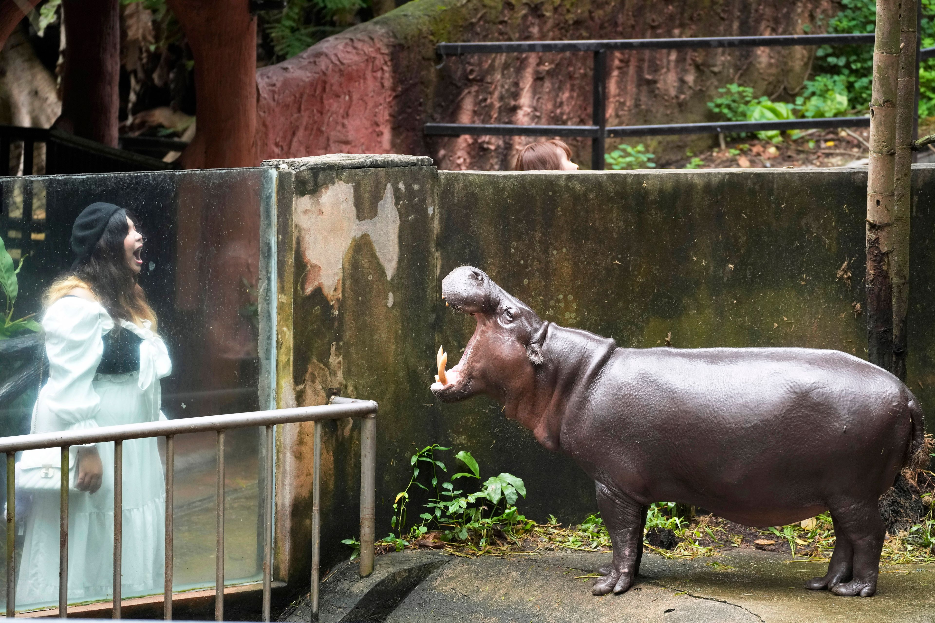 A visitor looks at male Hippo Tony, at the Khao Kheow Open Zoo in Chonburi province, Thailand, Thursday, Sept. 19, 2024. (AP Photo/Sakchai Lalit)