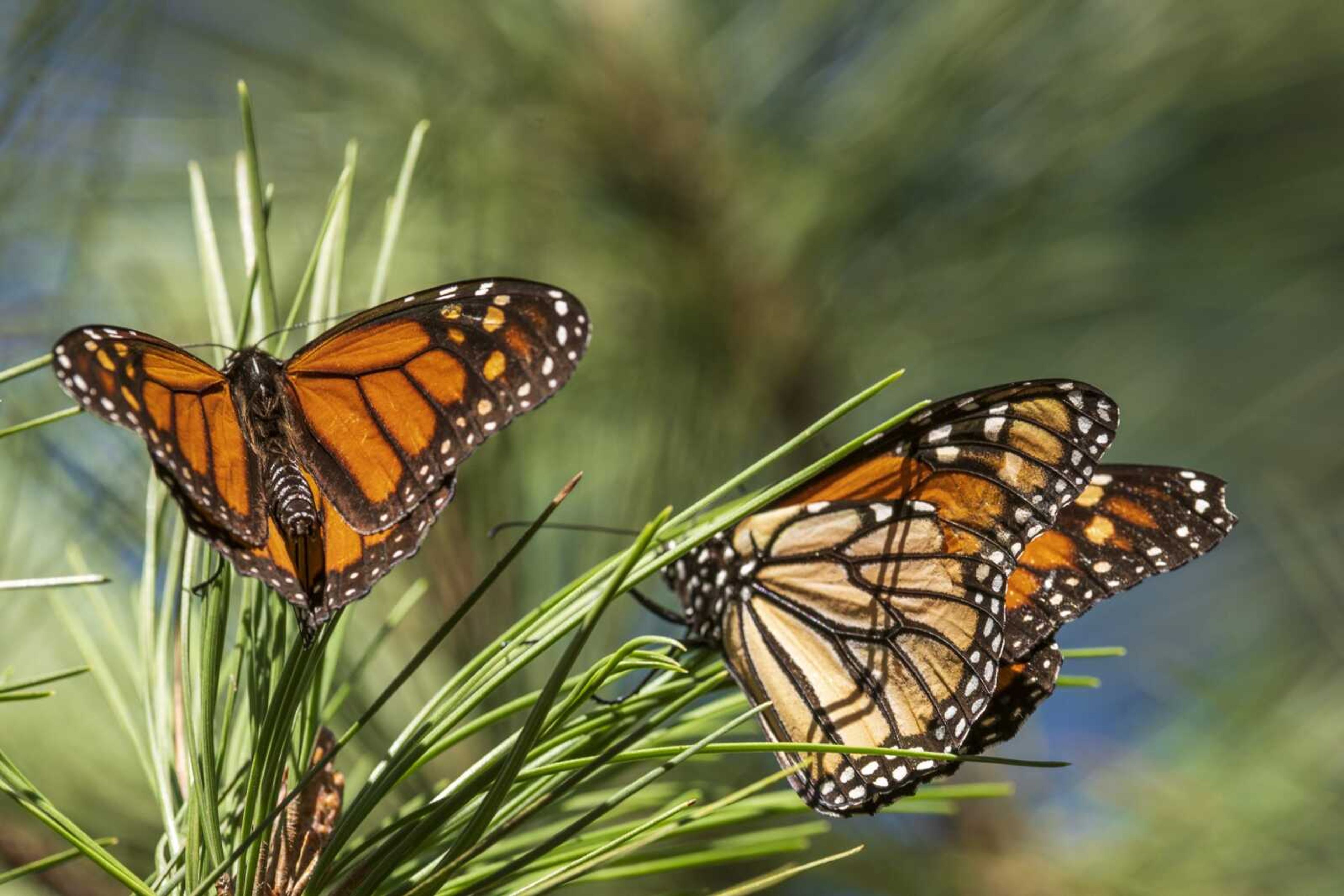 Butterflies land on branches at Monarch Grove Sanctuary on Nov. 10 in Pacific Grove, California. The number of Western monarch butterflies wintering along California's central coast is bouncing back after the population reached an all-time low last year.