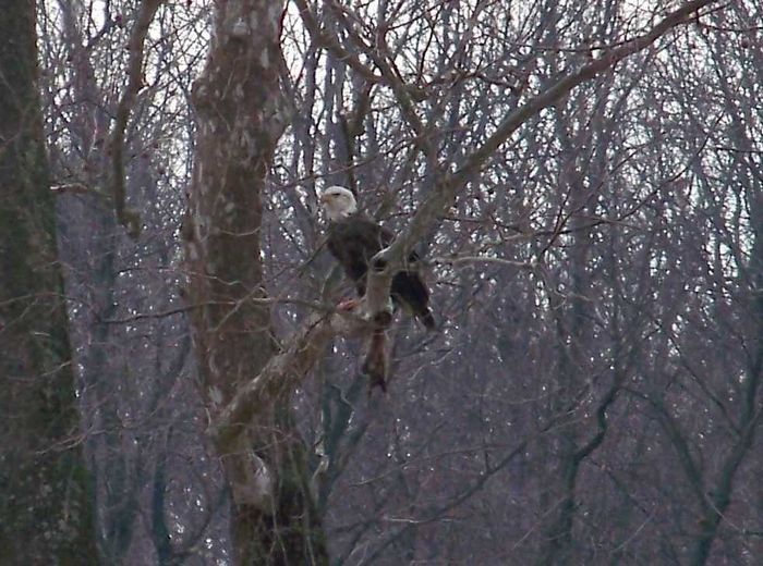 Bald Eagle