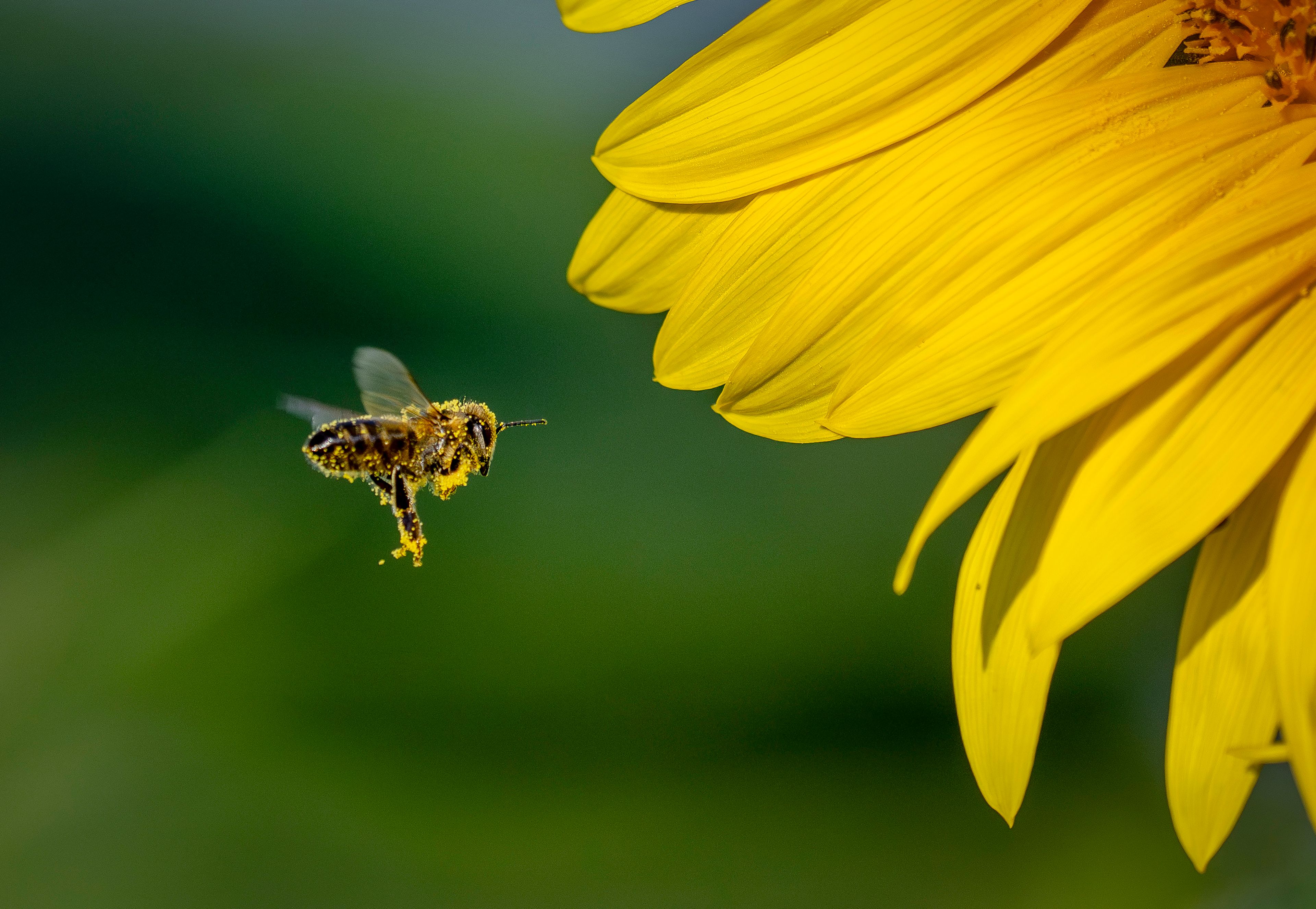 A bee flies to a sunflower on a field in the outskirts of Frankfurt, Germany, Wednesday, Aug. 28, 2024. (AP Photo/Michael Probst)