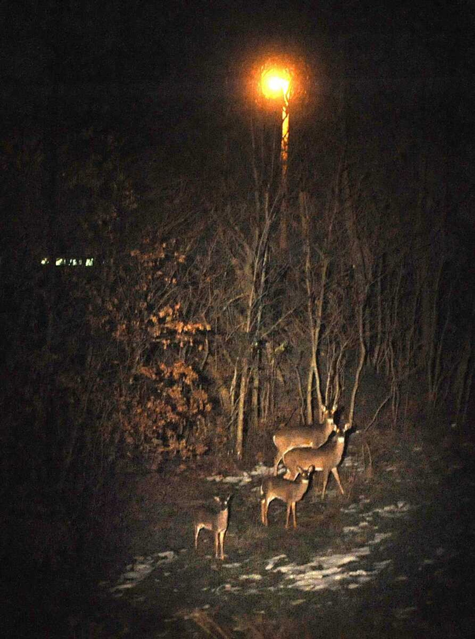 A group of deer spotted along Julie Drive during Tuesday&#8217;s deer survey. (Laura Simon)