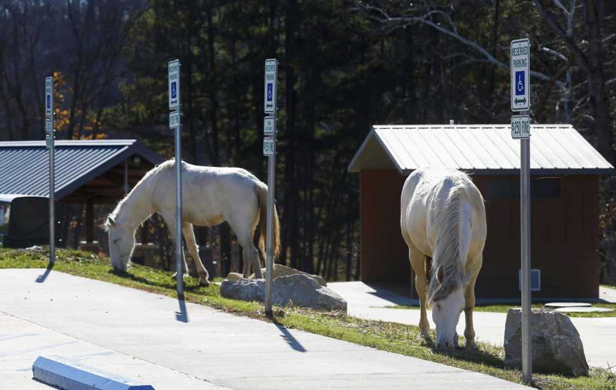 Wild horses graze near the lodge at Echo Bluff State Park on Nov. 16 in Eminence, Missouri.