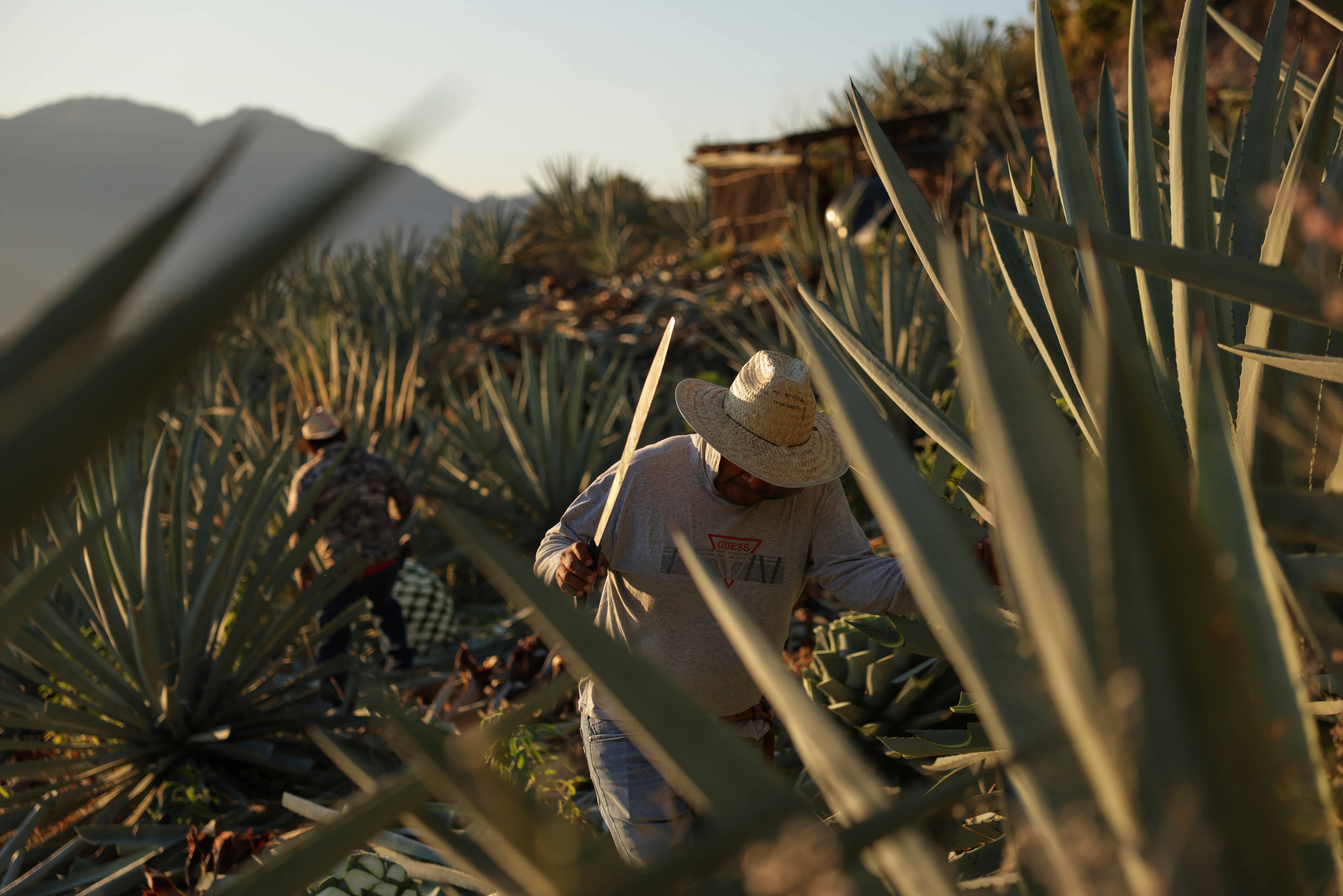 Mezcal's popularity is booming in the US. That comes with a