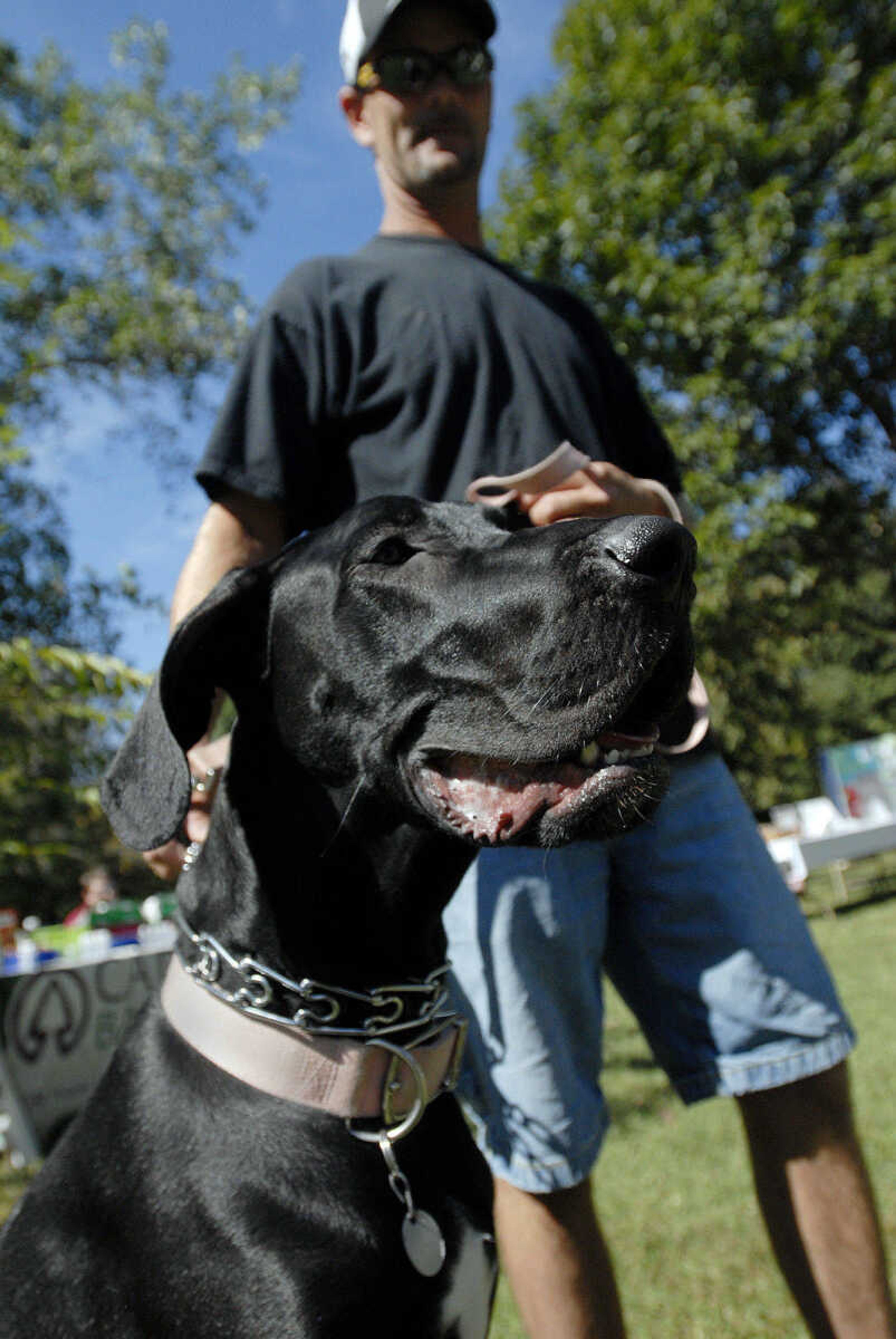 LAURA SIMON~lsimon@semissourian.com
Ricky Pecaut enters his great dane Natty in the largest dog competition Saturday, September 25, 2010 during Bark in the Park at Kiwanis Park in Cape Girardeau.