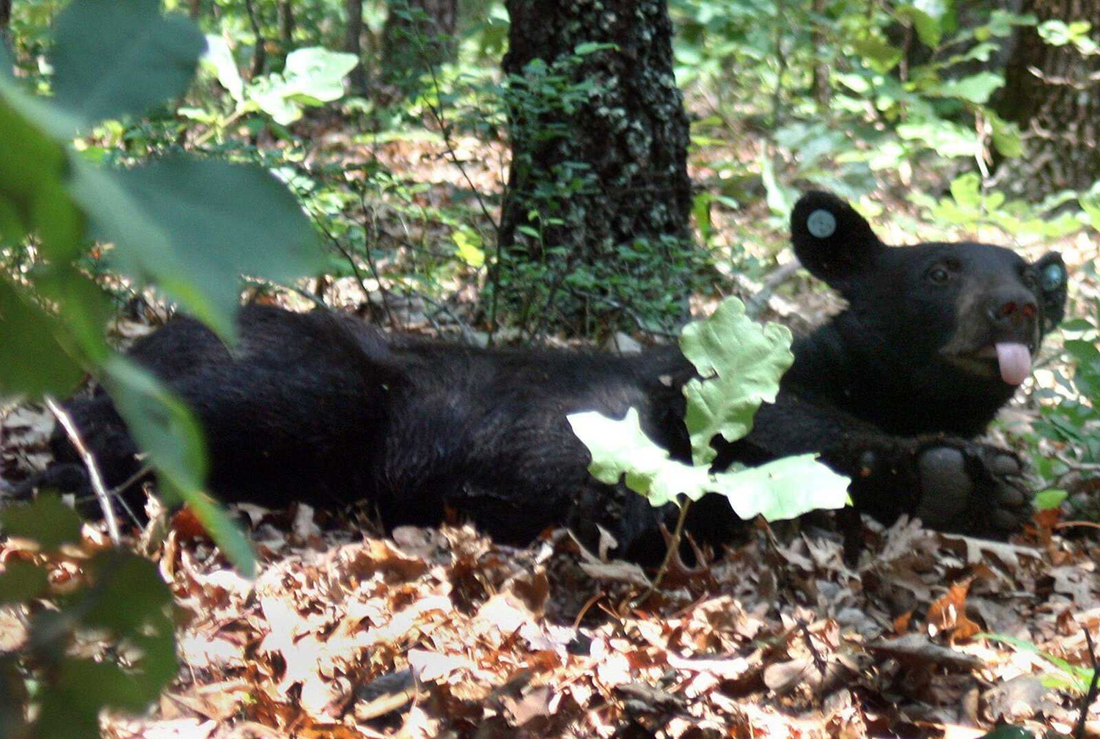 A black bear regains consciousness after being tranquilized Tuesday as part of a three-year study of the species' growing population in Missouri.