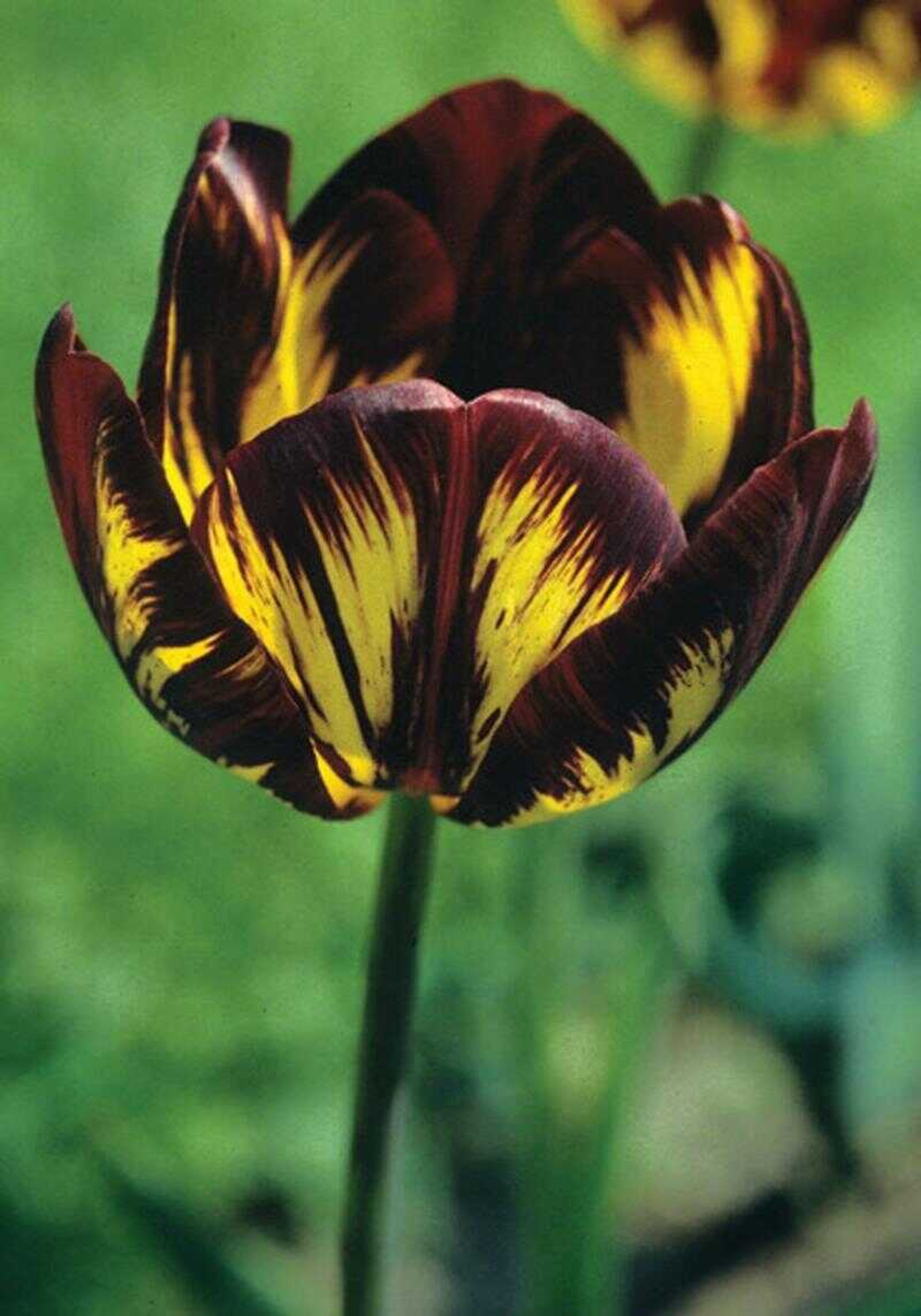 The Lord Stanley tulip was a hot seller last year. Bulbs were priced at $26 a piece. (Image courtesy oldhousegardens.com)