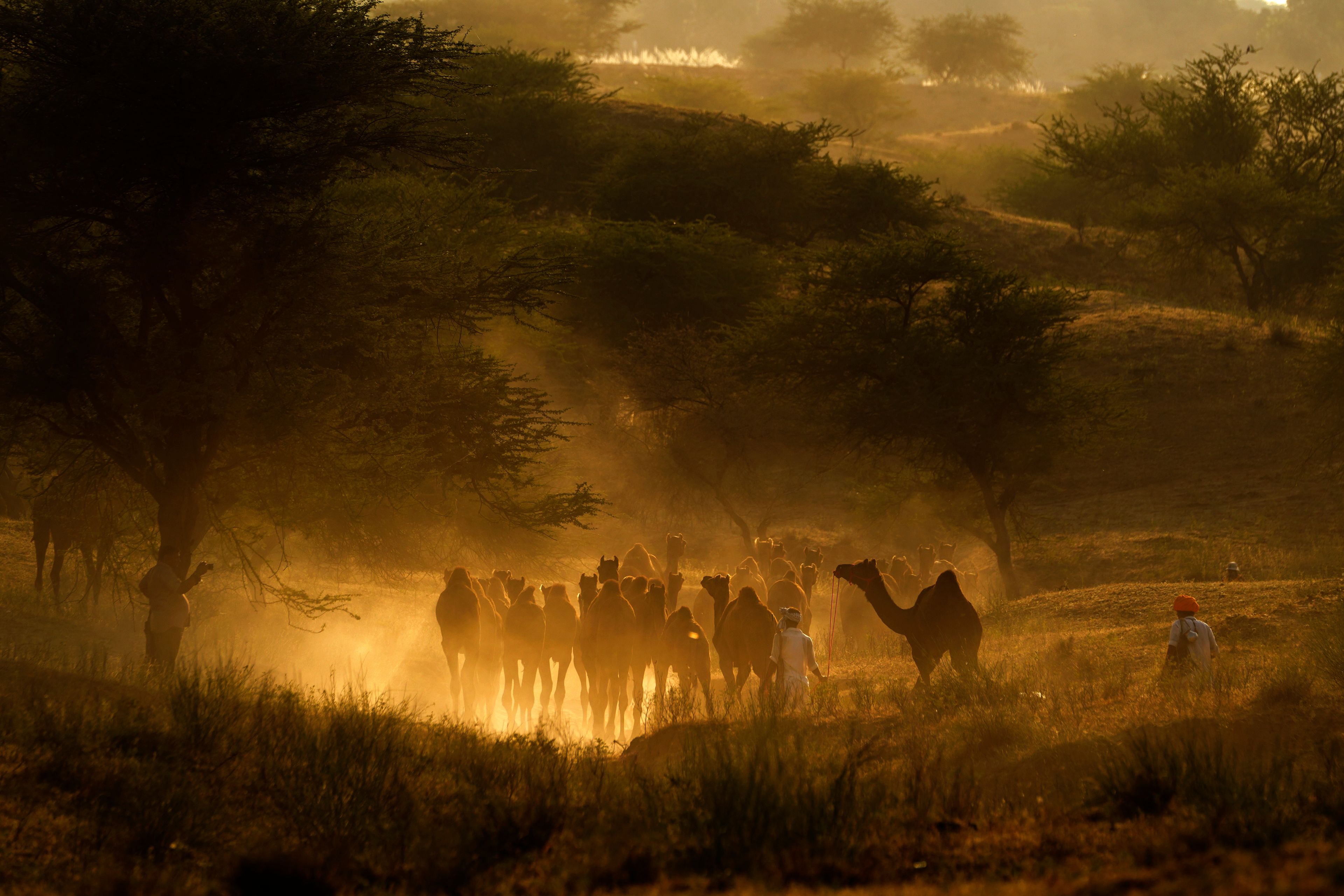 A herder takes his camels for grazing at a camel fair in Pushkar, in the northwestern Indian state of Rajasthan, Wednesday, Nov. 6, 2024. (AP Photo/Deepak Sharma)