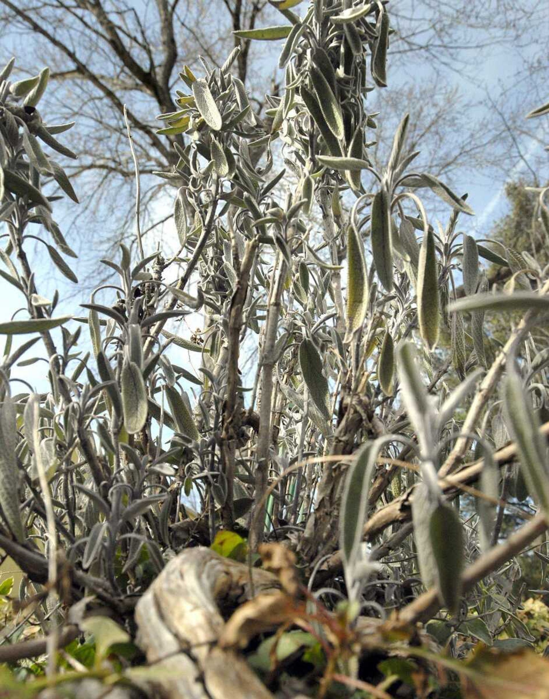 Sage adds to the edible landscape at Dortha Strop's Cape Girardeau home. (Laura Simon)