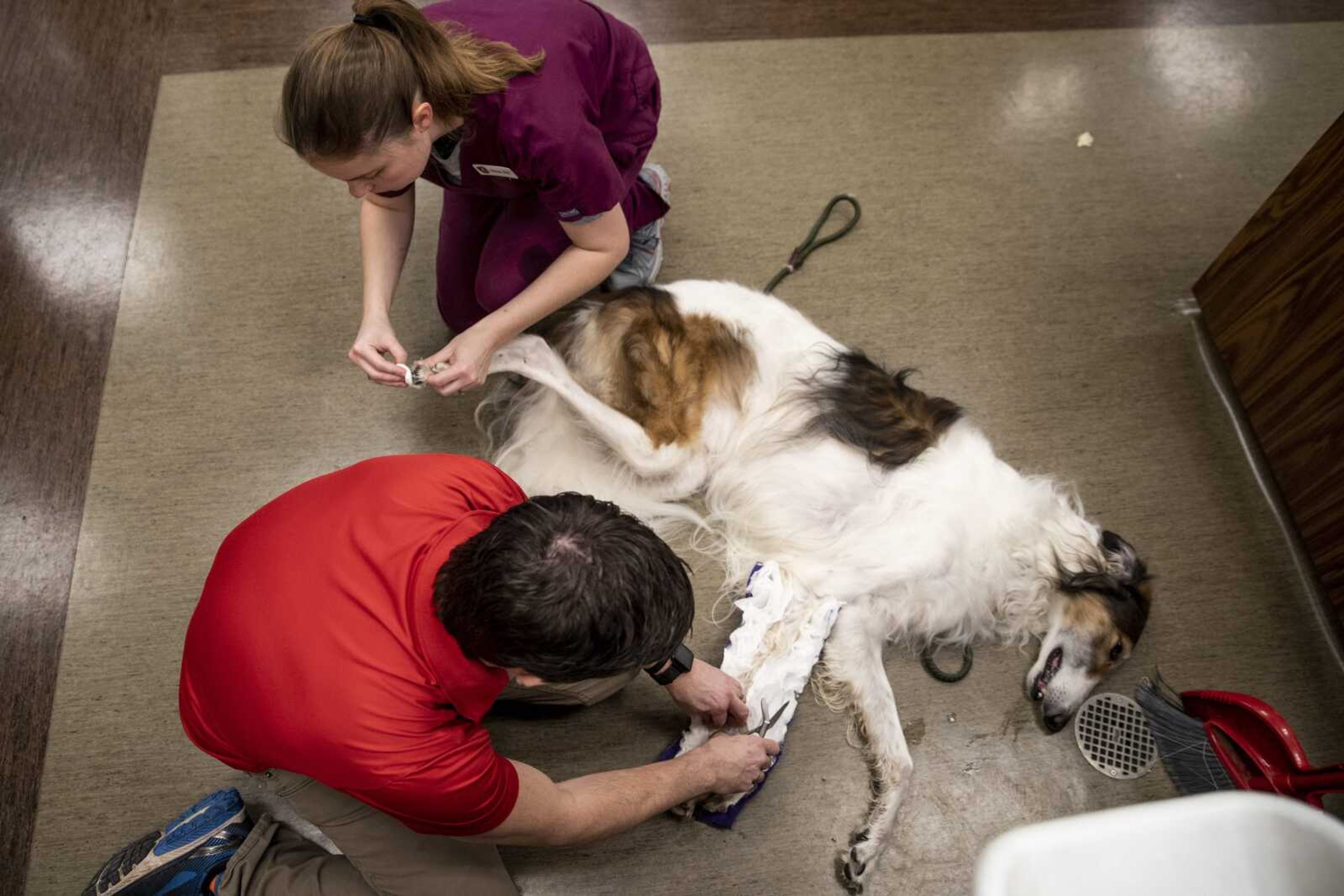 Dr. Sean Byrd, bottom, removes a cast off of a dog under anesthesia, while Nissa Benfield cleans off the dog's foot at Skyview Animal Clinic Thursday, Jan. 17, 2019, in Cape Girardeau.