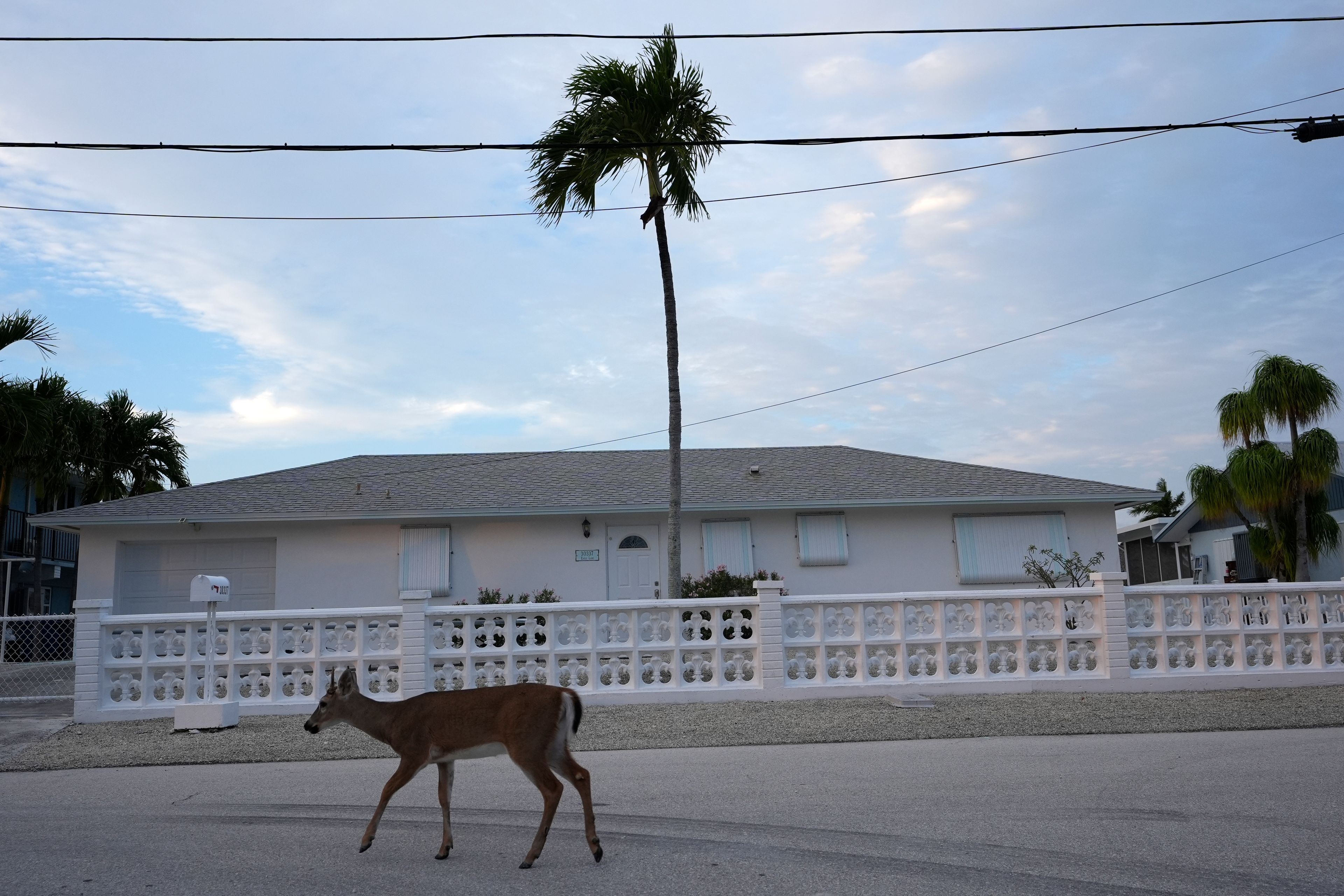 A Key Deer, the smallest subspecies of the white-tailed deer that have thrived in the piney and marshy wetlands of the Florida Keys, walks through a residential neighborhood, Thursday, Oct. 17, 2024, in Big Pine Key, Fla. (AP Photo/Lynne Sladky)