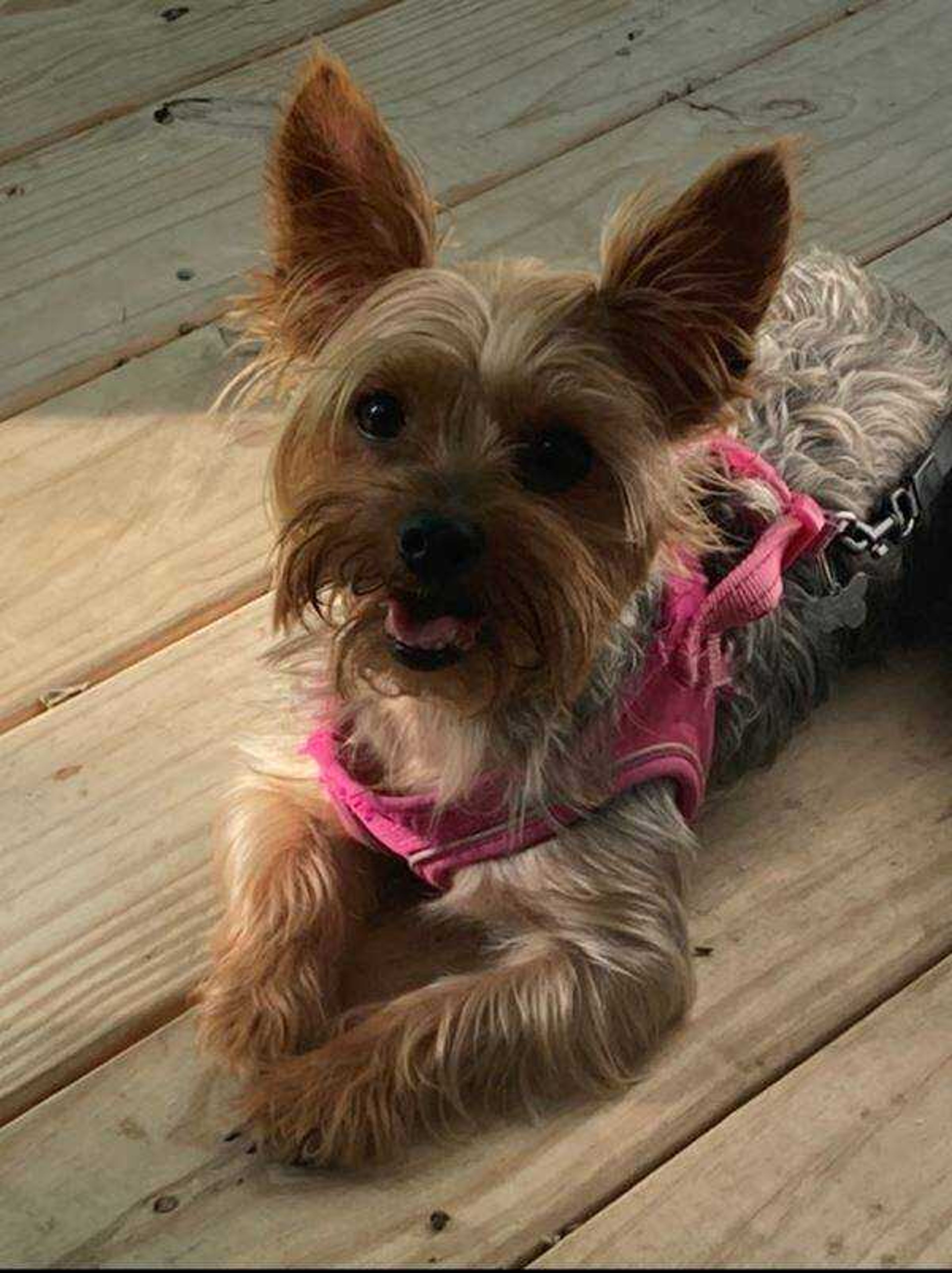 Charlotte Rose -&nbsp;Our sweet Charlotte enjoying a beautiful day out on the deck.