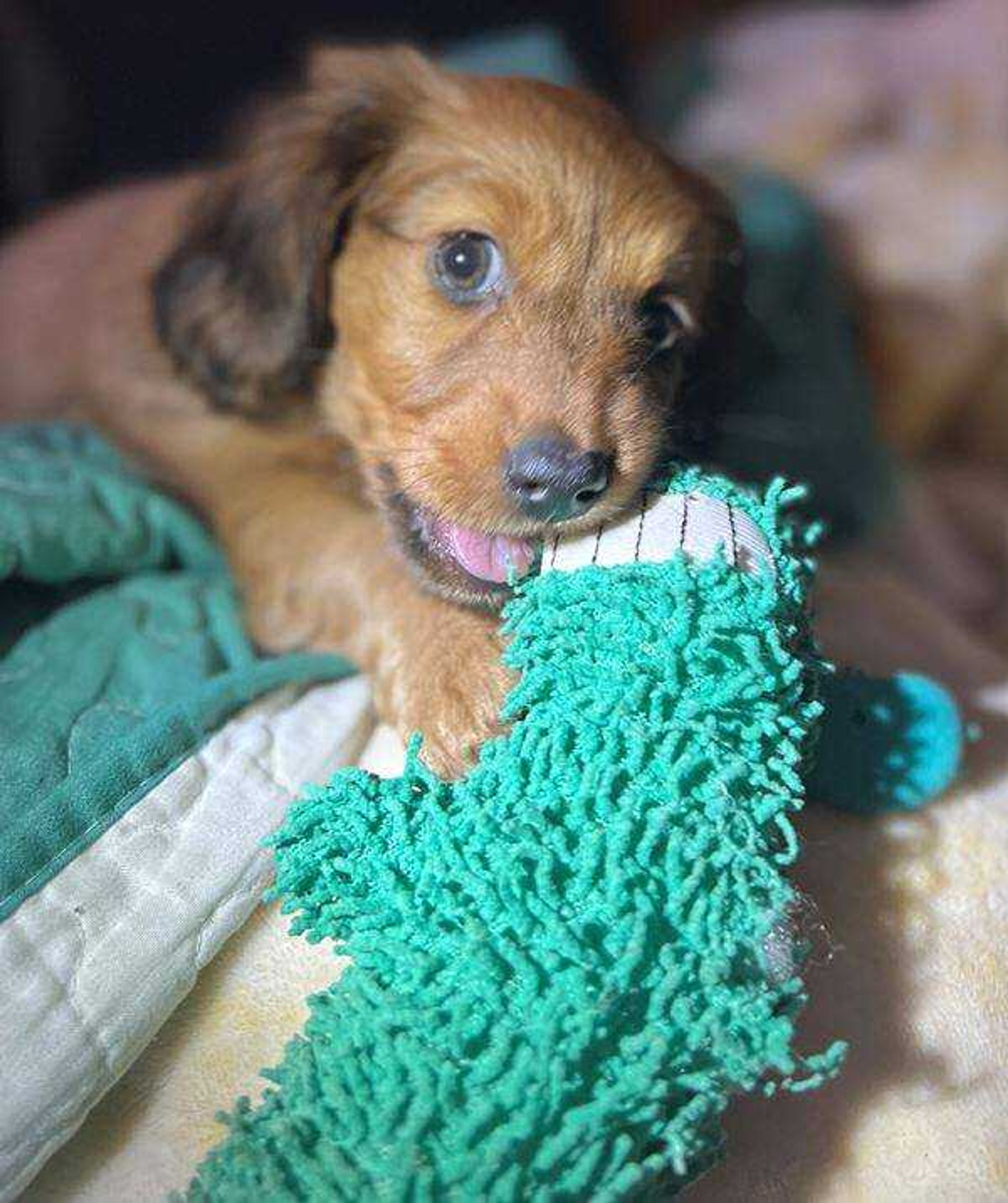 Lil Miss Randie - Let's play mom! Randie is an 8wk old long haired dachshund.