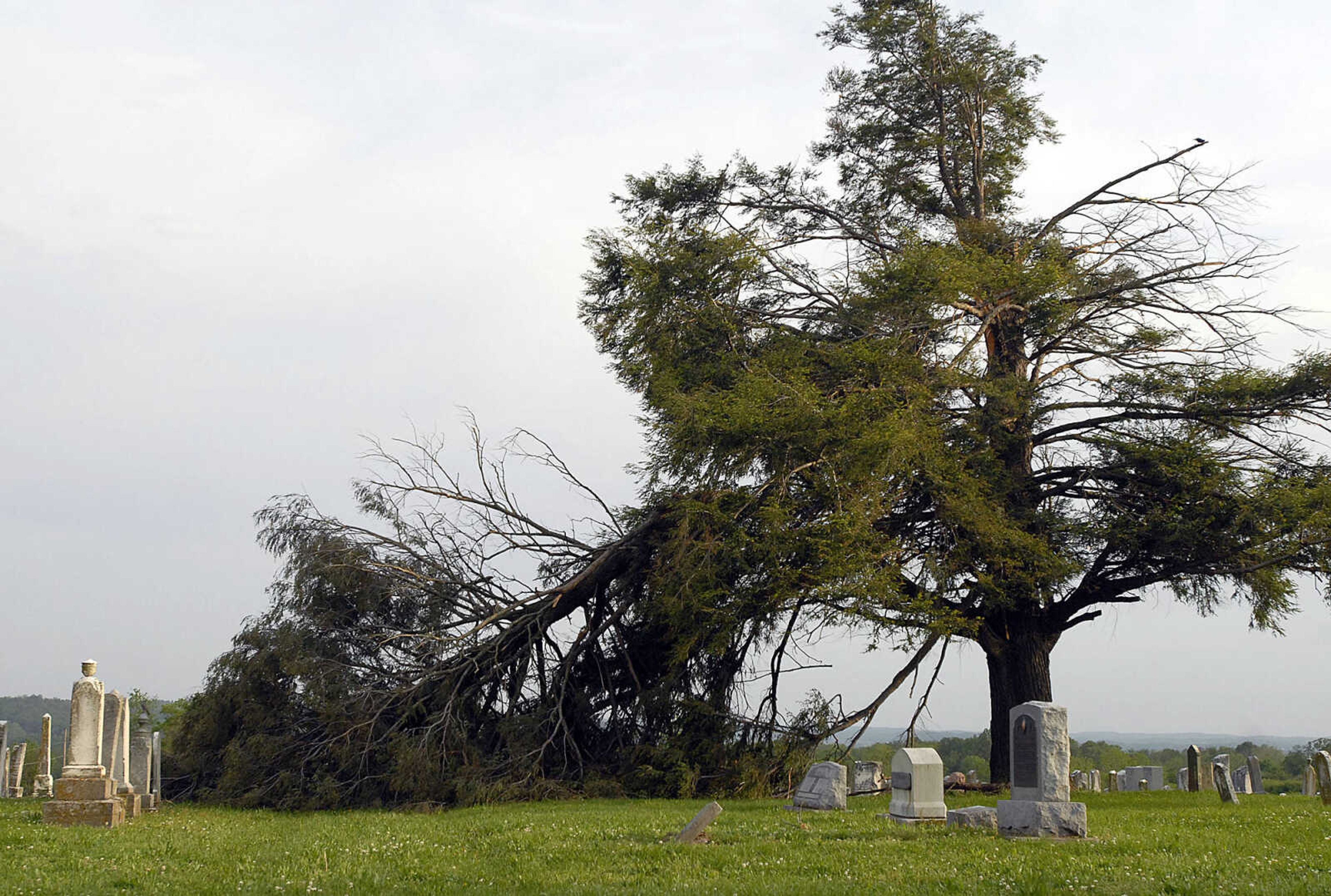 ELIZABETH DODD ~ edodd@semissourian.com
A tree limb covers gravestones at Trinity Lutheran Cemetery in Altenburg.