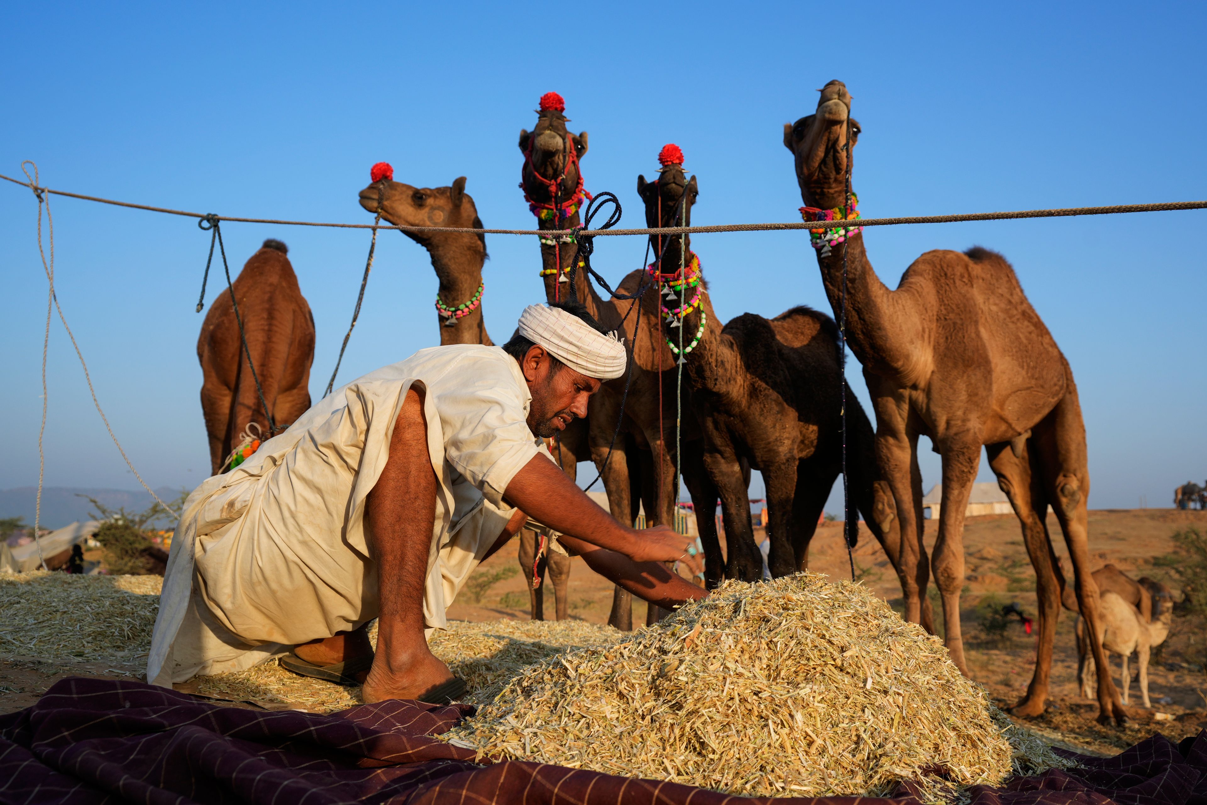 A herder makes a mixture of hay and grains to feed his camels at a camel fair in Pushkar, in the northwestern Indian state of Rajasthan, Wednesday, Nov. 13, 2024. (AP Photo/Deepak Sharma)