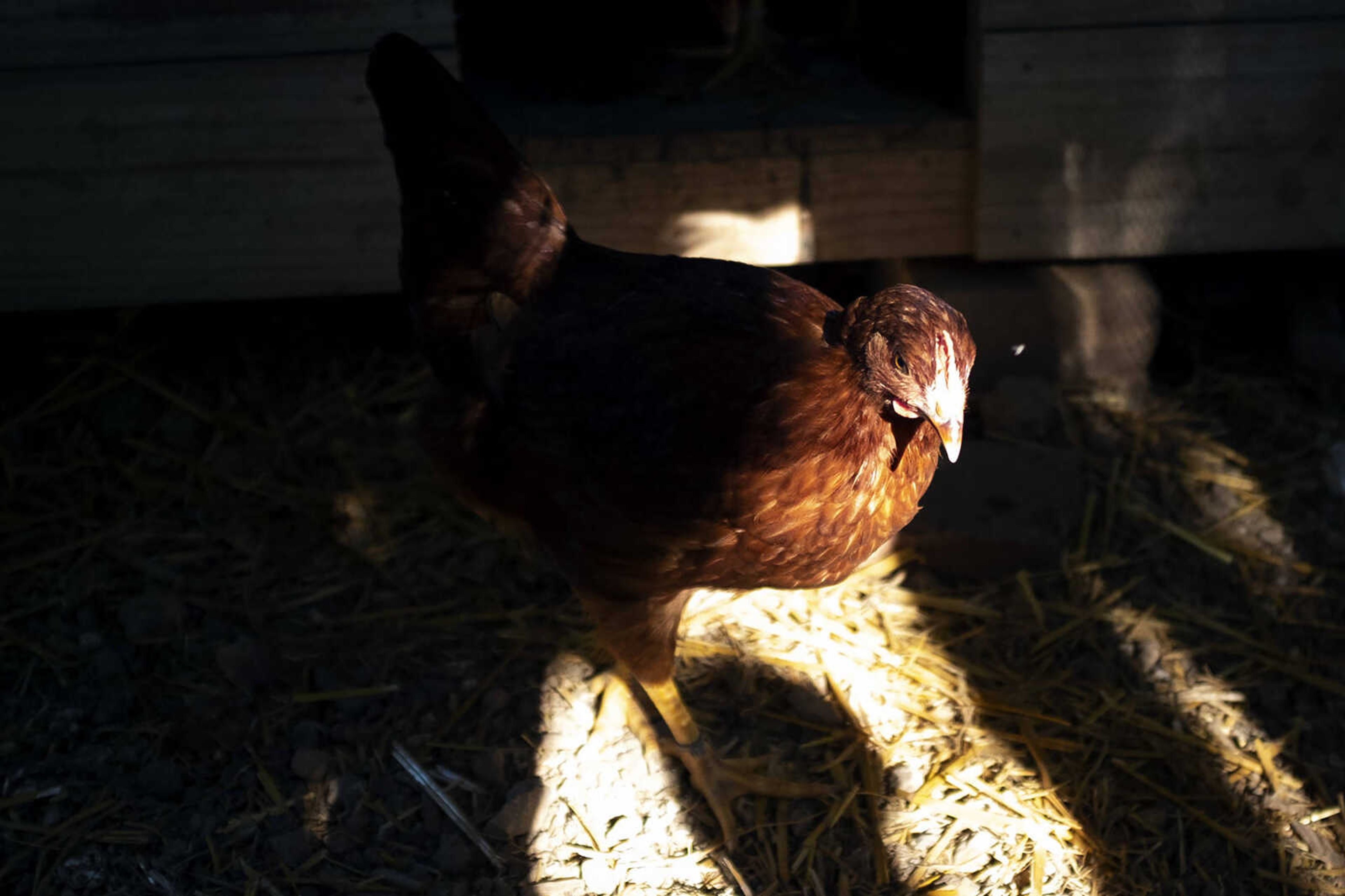 A Rhode Island Red chicken walks around the coop Saturday, May 30, 2020, at Andrew Bard's home in Cape Girardeau.