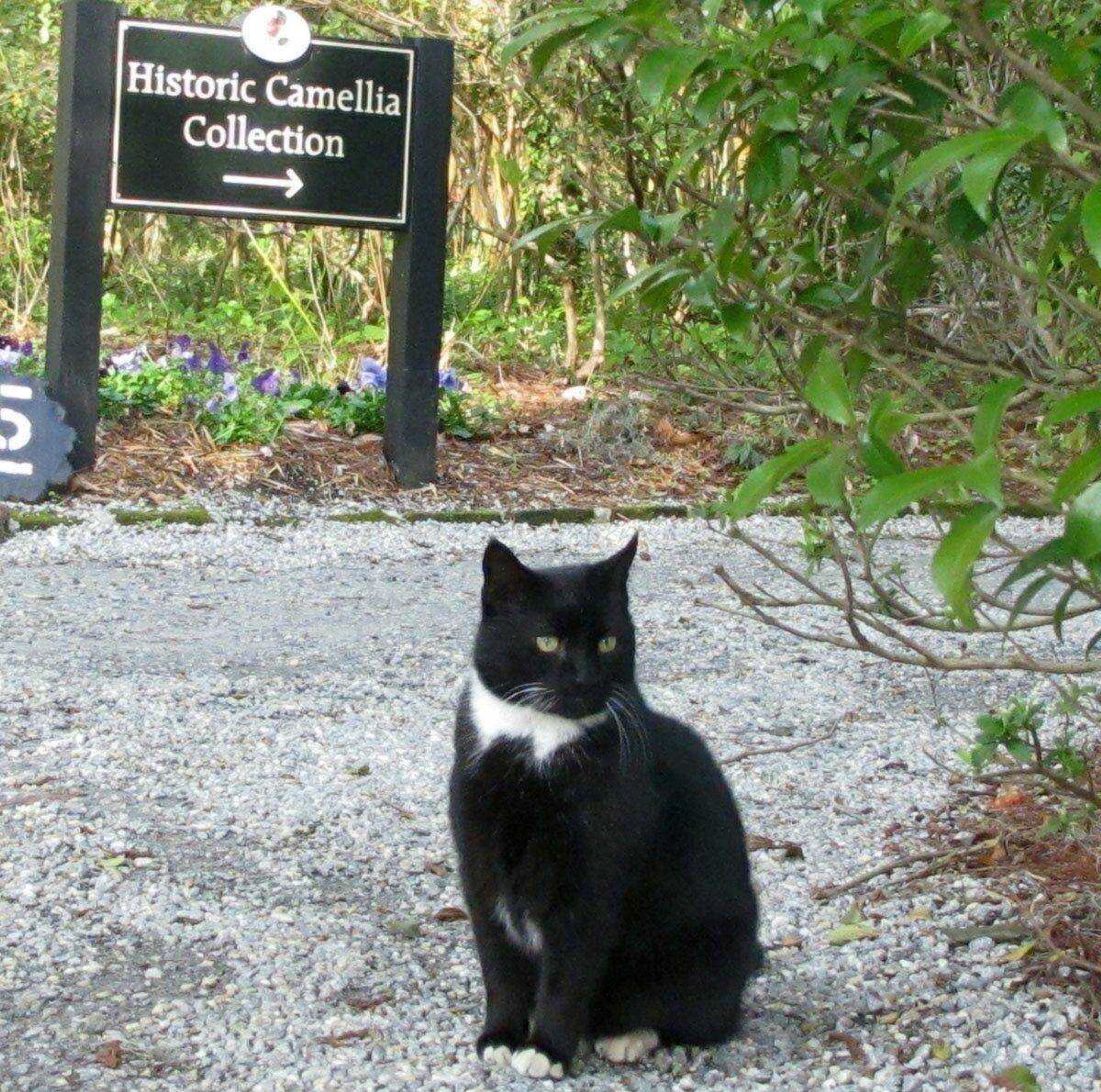 Sylvester the plantation cat looks down the trail Feb. 9 leading to the historic camellia collection at Magnolia Plantation and Gardens outside Charleston, S.C. <br>Bruce Smith<br>Associated Press