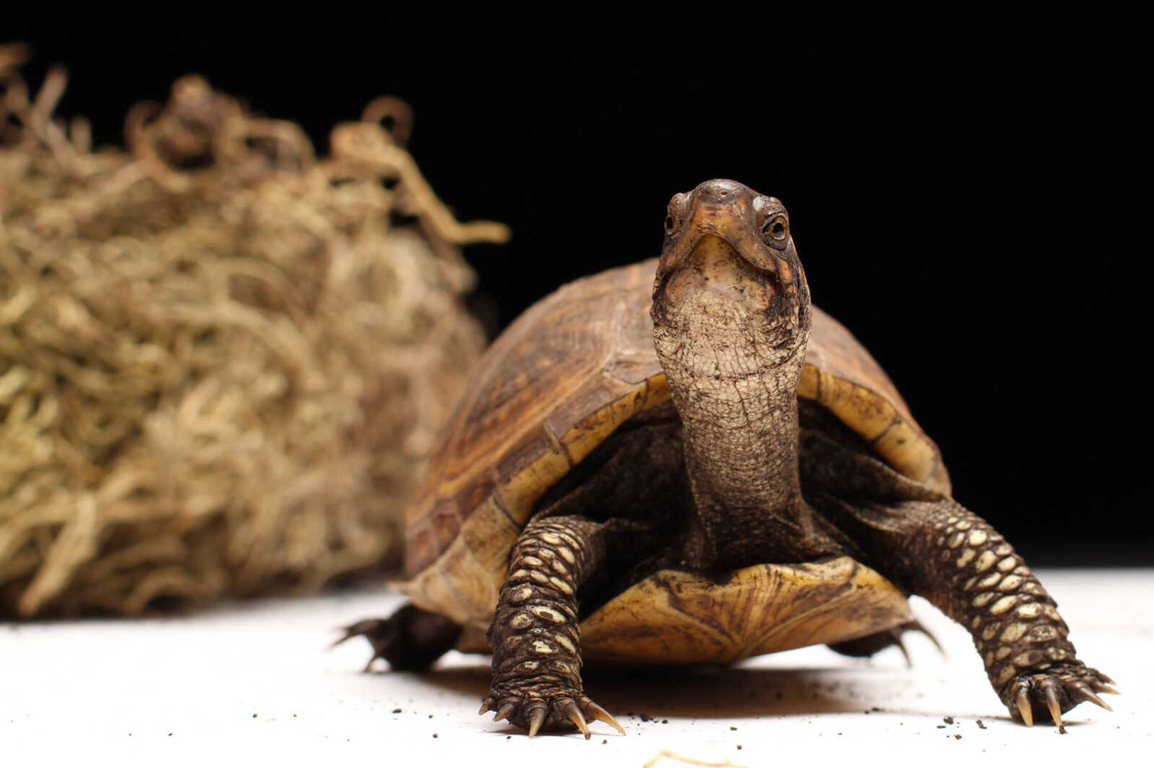 GLENN LANDBERG ~ glandberg@semissourian.com

Shelly the turtle Wednesday, Jan. 28, 2015.