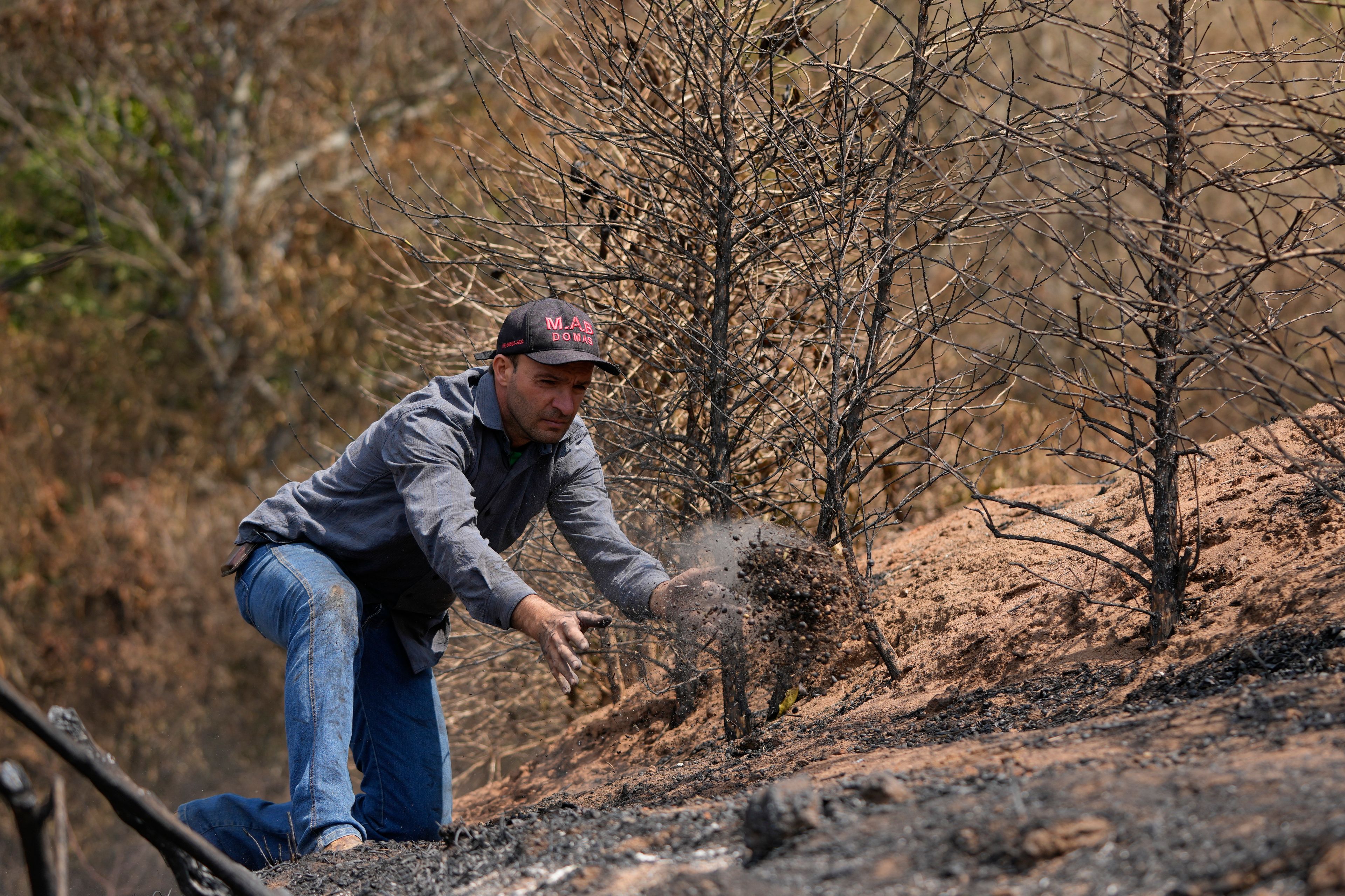 Coffee producer Silvio Elias de Almeida tosses a handful of damaged coffee beans during an inspection of his plantation consumed by wildfires in a rural area of Caconde, Sao Paulo state, Brazil, Wednesday, Sept. 18, 2024. (AP Photo/Andre Penner)