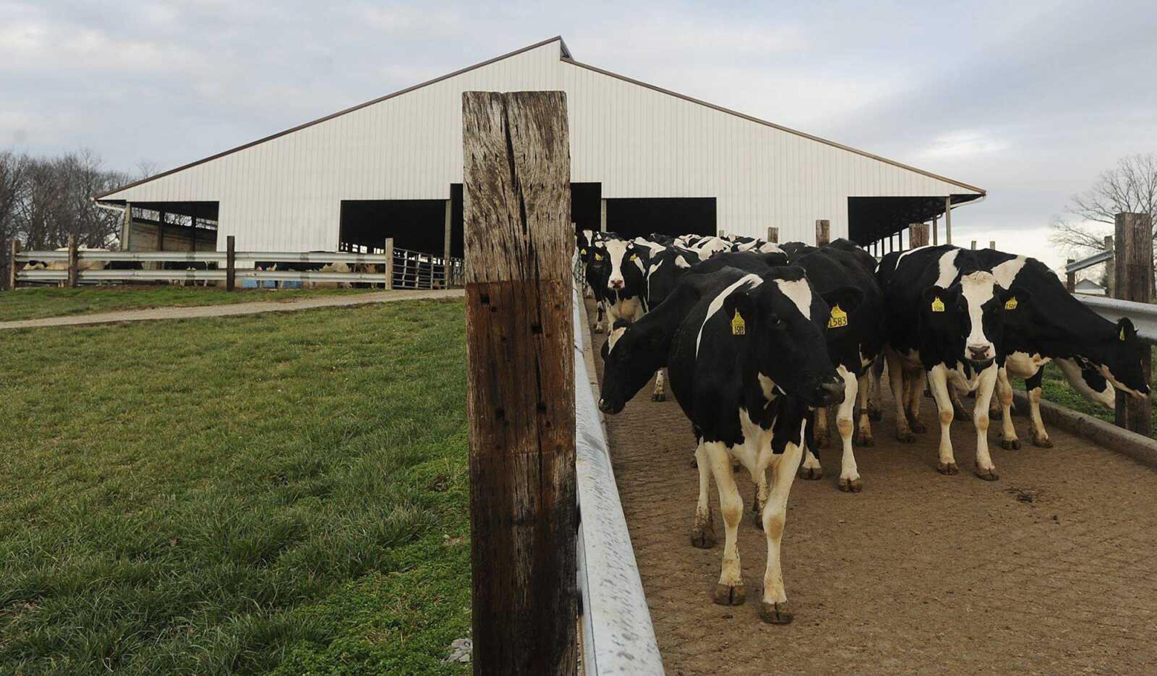 Cows make their way down to be milked Sunday, Dec. 23, at Schoen Farms Inc., a dairy farm near Oak ridge, Mo. The Milk Income Loss Contract program, a safety net for dairy farmers, is part of the 2012 Farm Bill which remains in limbo as lawmakers focus on avoiding the Fiscal Cliff. (ADAM VOGLER)