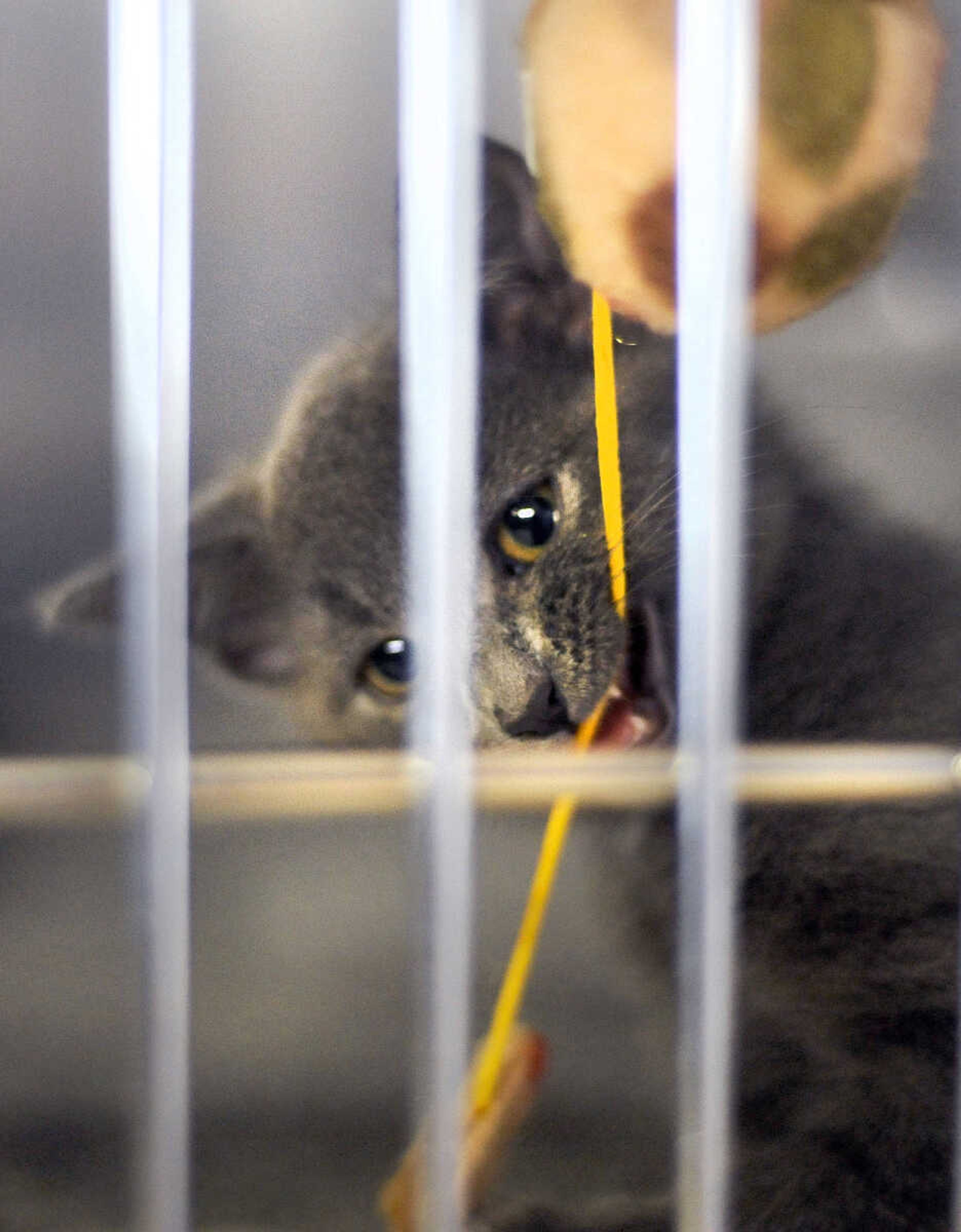 LAURA SIMON ~ lsimon@semissourian.com

Cats available for adoption are seen, Thursday, Oct. 15, 2015, at the Humane Society of Southeast Missouri in Cape Girardeau.