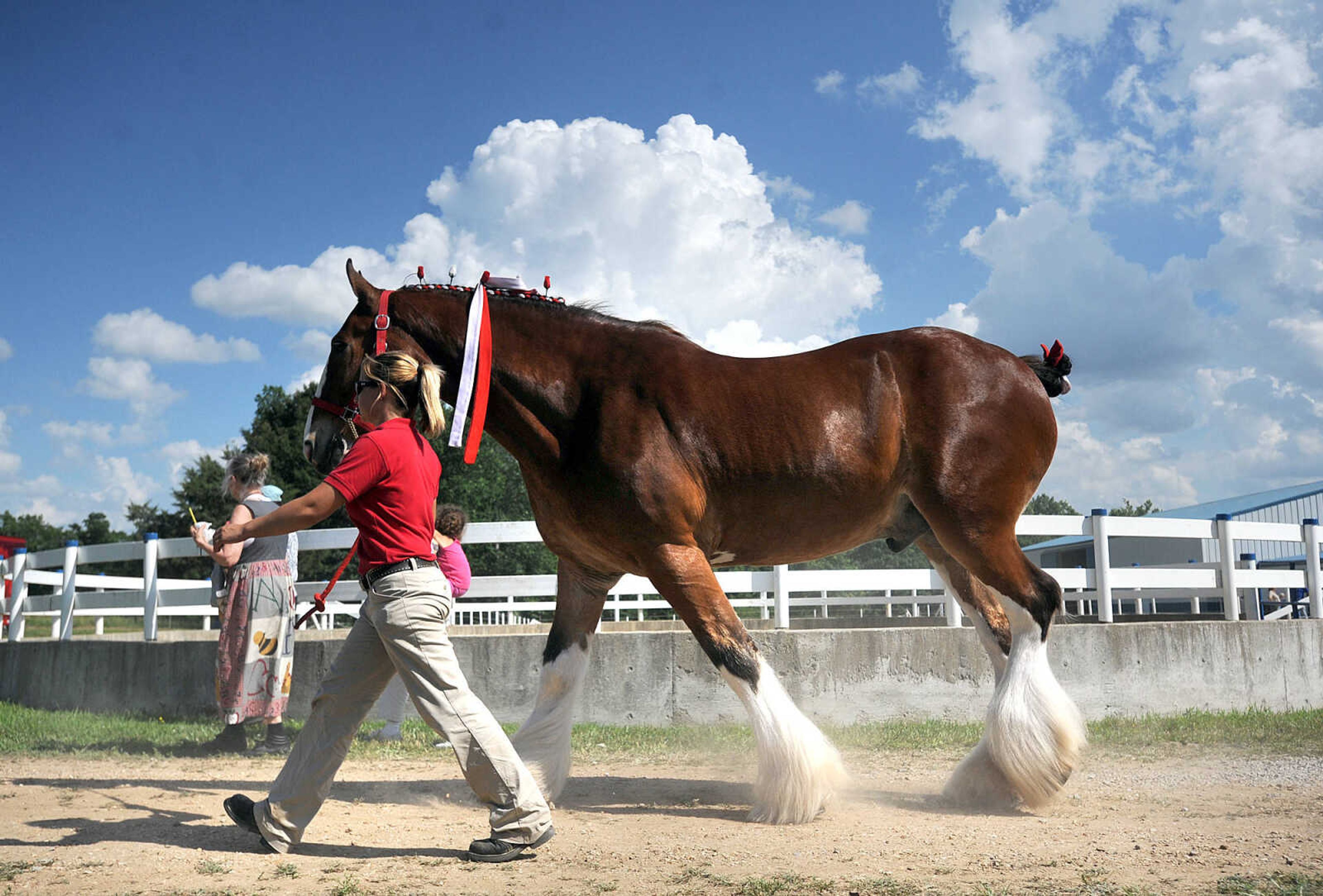 LAURA SIMON ~ lsimon@semissourian.com

The Budweiser Clydesdales make an appearance at The Hope Theraputic Horsemanship Center in Perryville, Missouri, Friday, June 20, 2014.