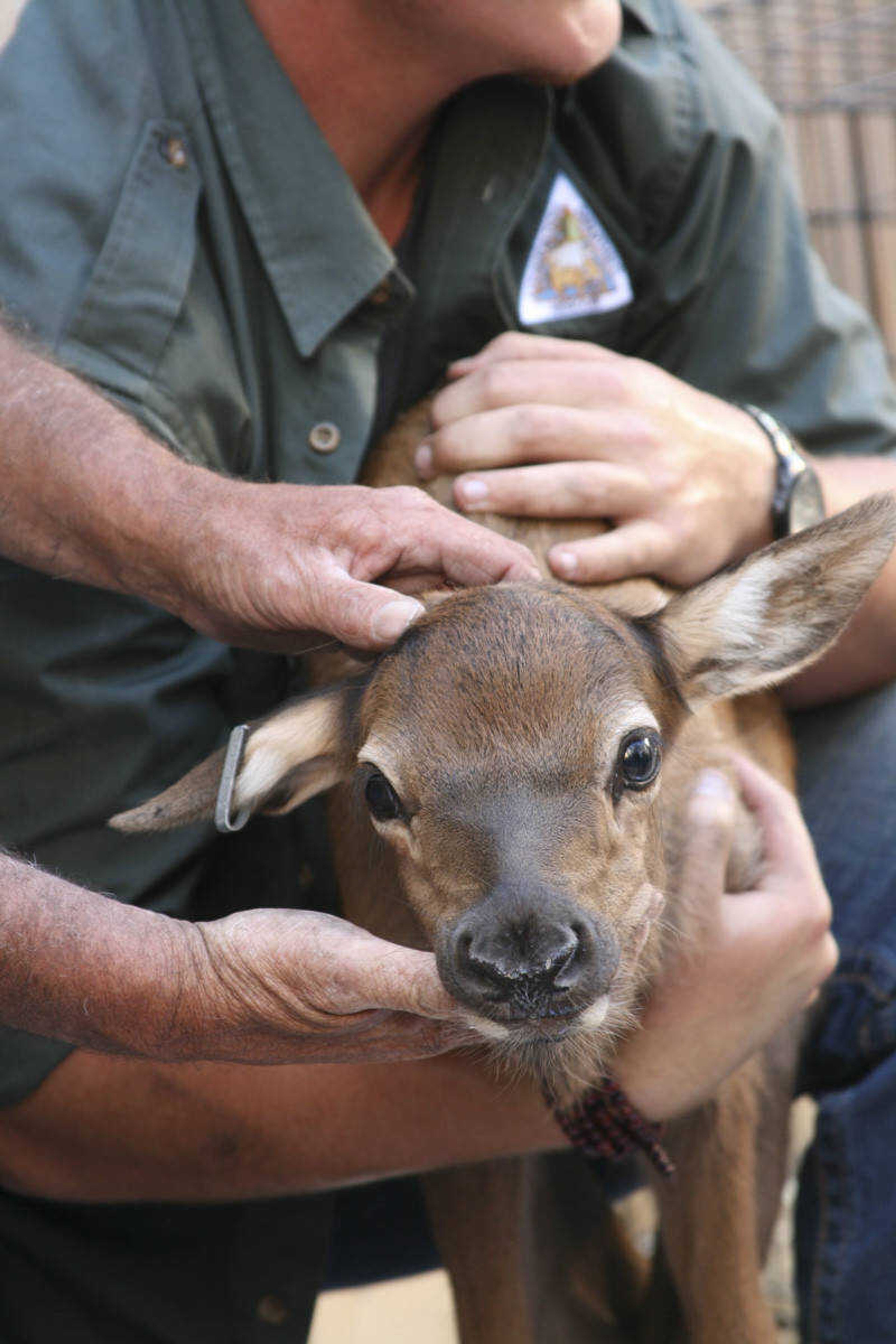 I had the privilege of watching as a newborn elk calf was given an ear tag and collar. (Missouri Department of Conservation photo by AJ Hendershott)